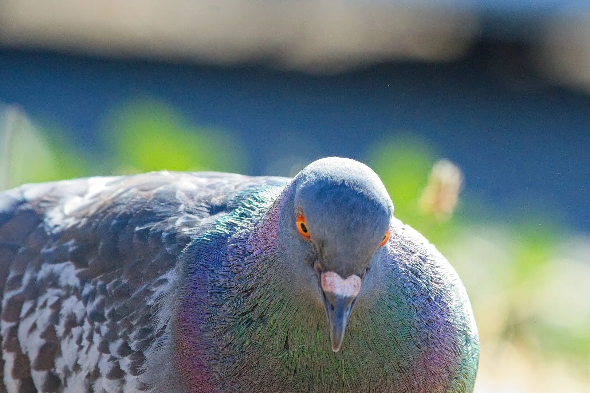 Large imposing pigeon staring down the ground.
