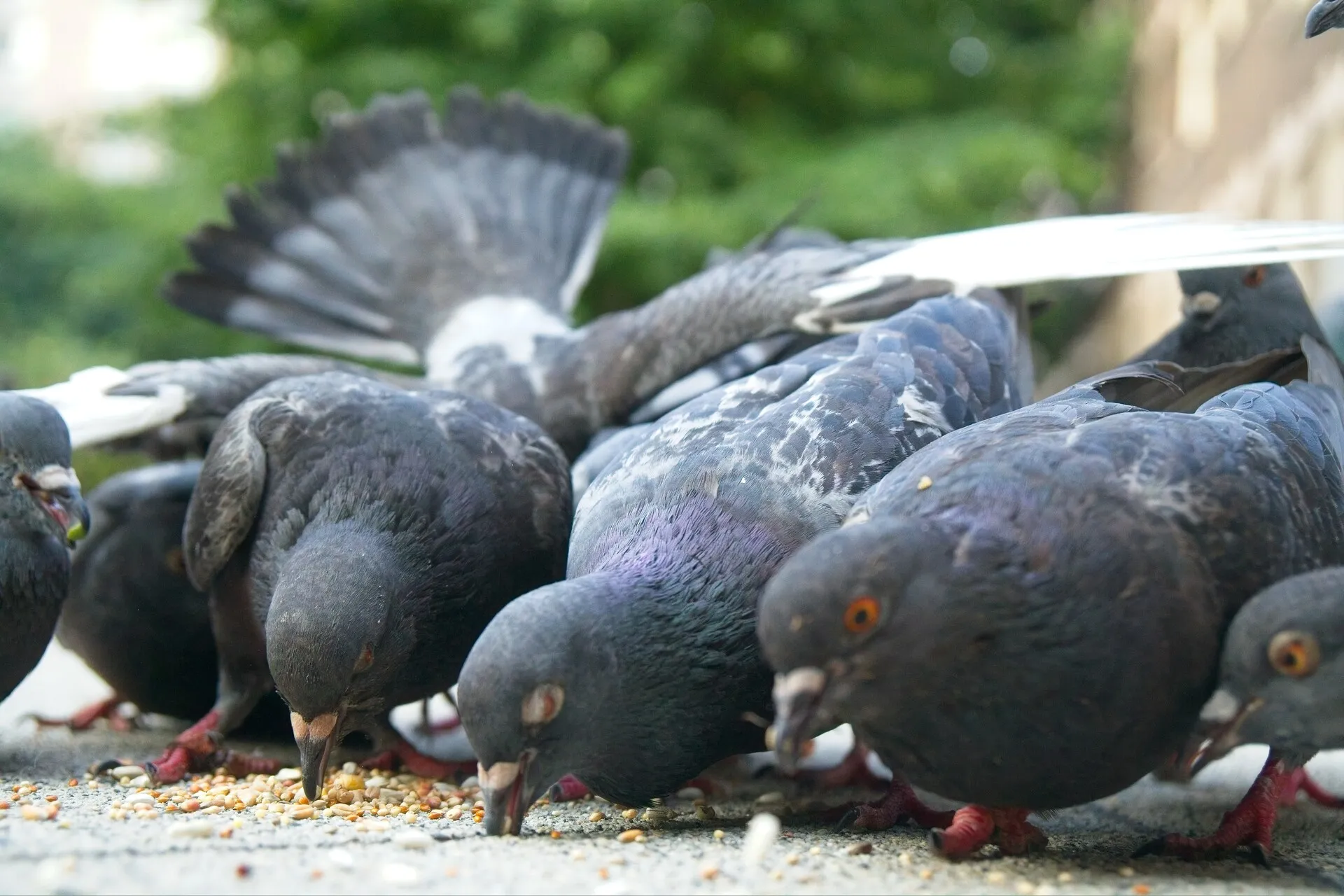 pigeon splayed out on top of other pigeon looks like a plane