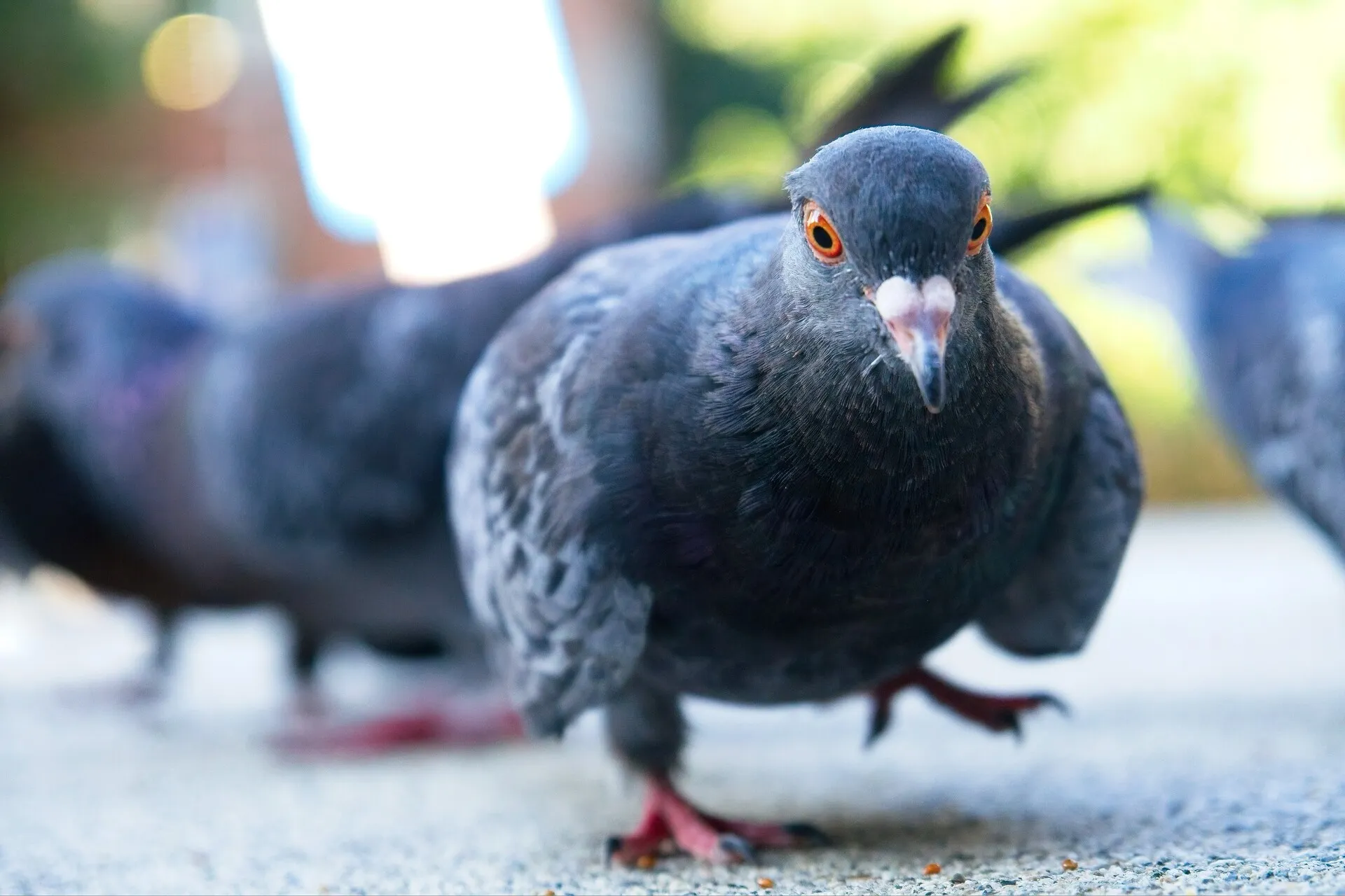 A curious dark pigeon looking into the camera