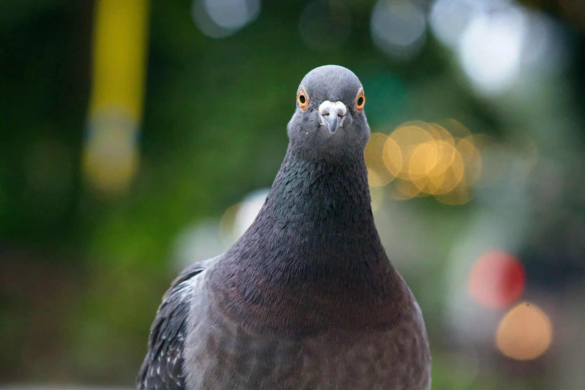 Bird staring into camera straight on