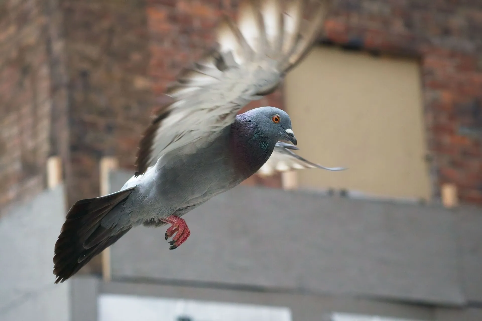pigeon in flight with brick building in background