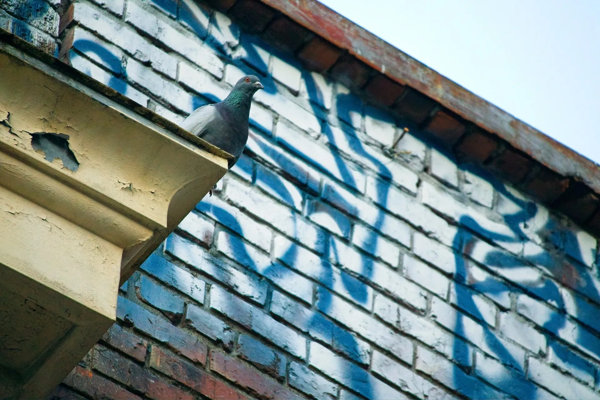 Pigeon sitting on a ledge with white and blue graffiti in the background