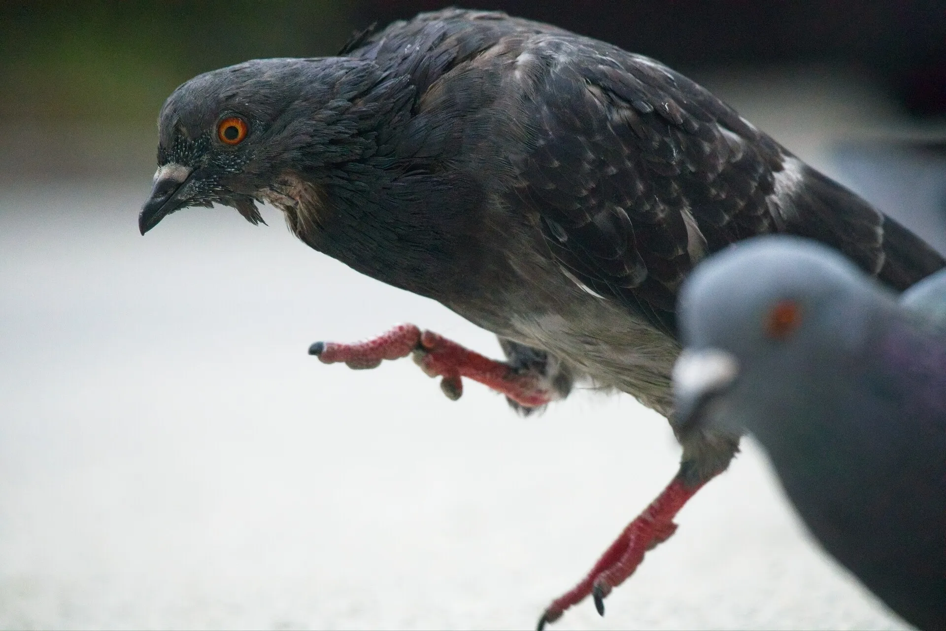 pigeon leaping into the air with a leg kicked out in front of it