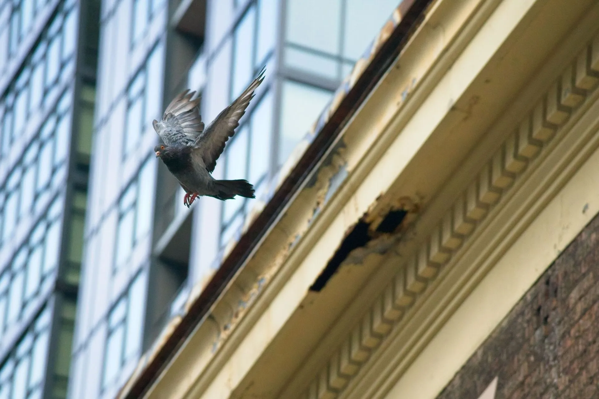 pigeon leaping from a building ledge and gaining speed