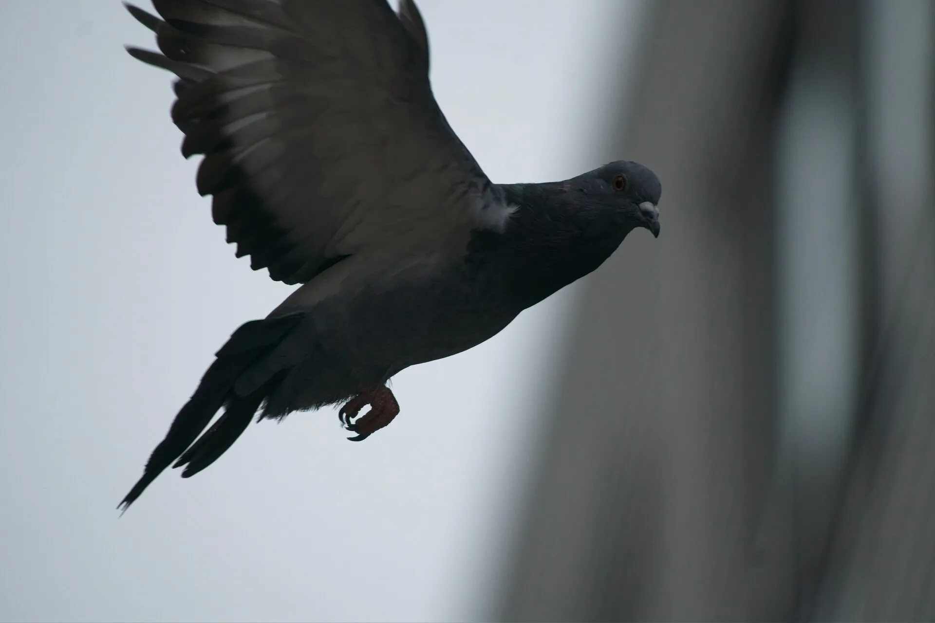 A dark pigeon flies past a blurred gray building with one wing raised and its feet tucked beneath it.