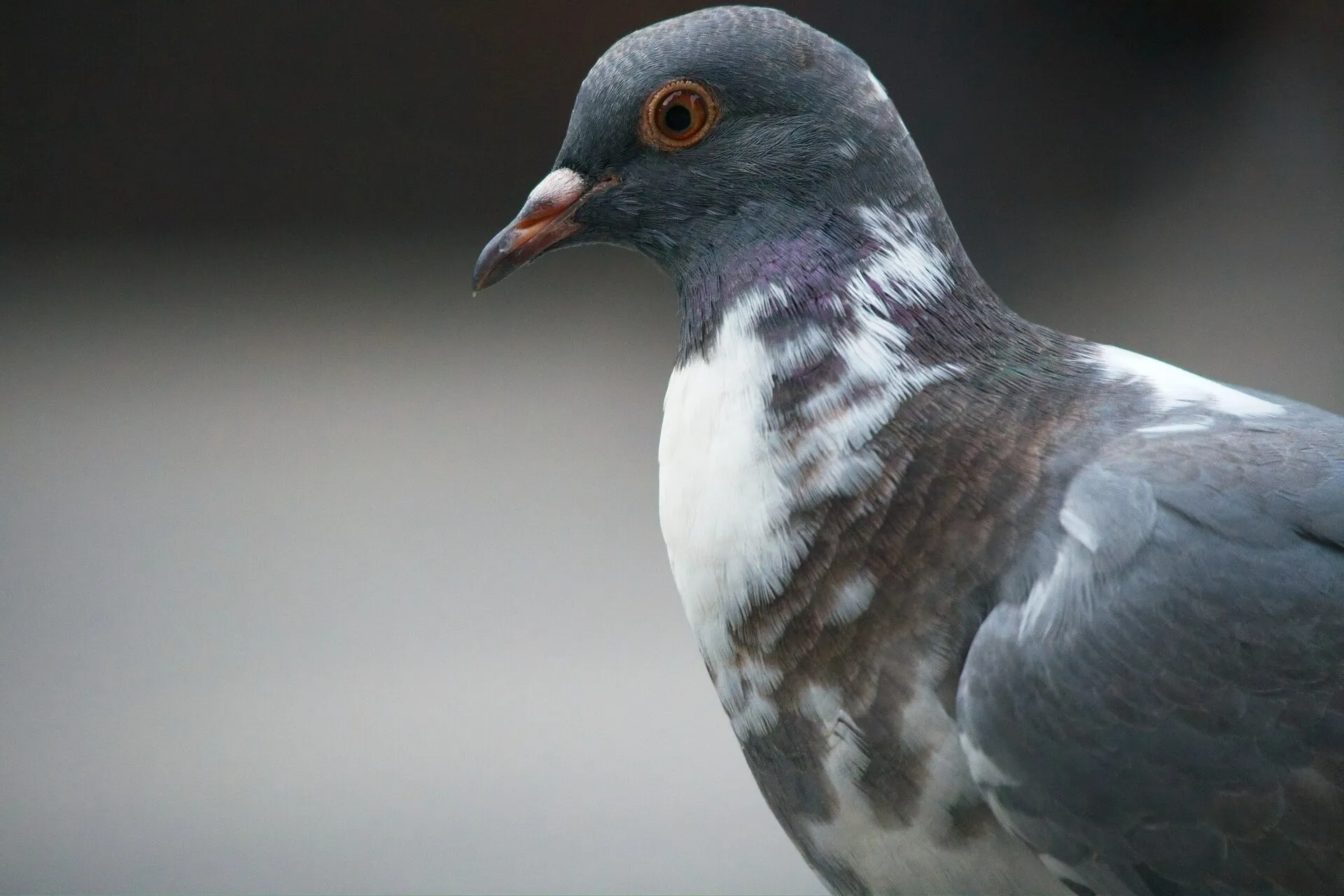 A gray pigeon with white patches, iridescent neck feathers, and an orange eye faces left against a blurred gray background.