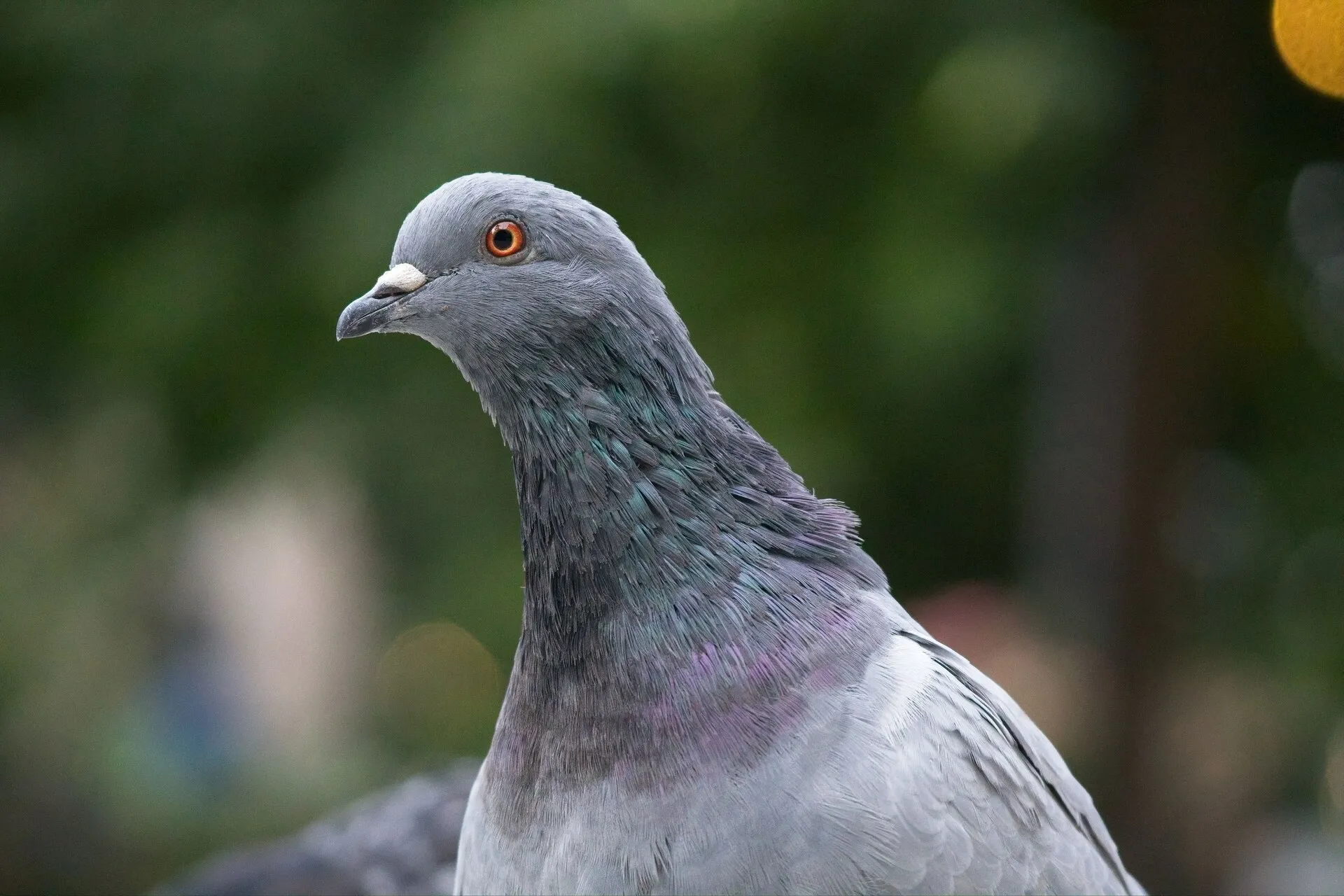 Close-up pigeon looking left against a softly blurred green outdoor background.