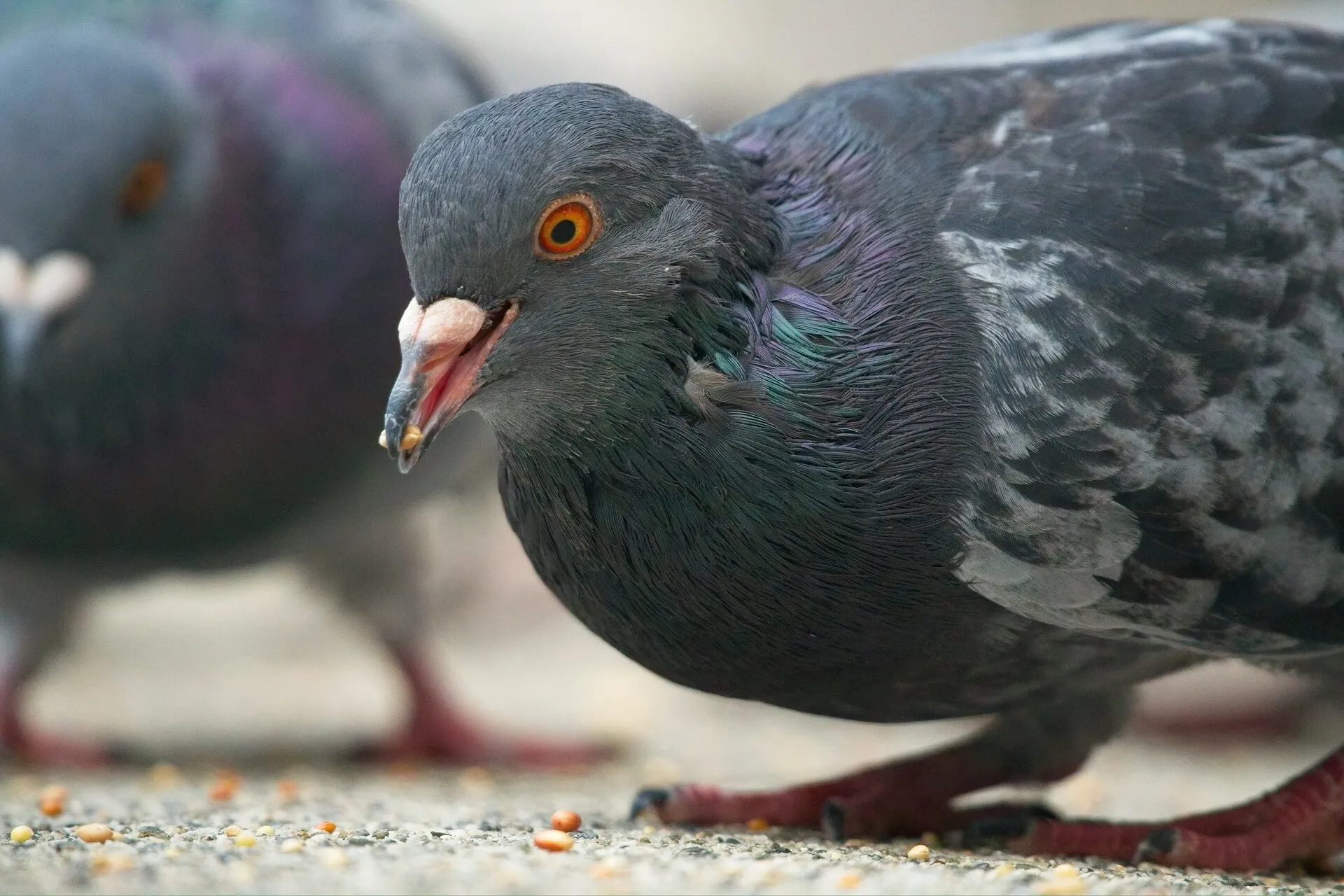 Close-up of a dark pigeon pecking at scattered seeds on the ground, with other pigeons blurred in the background.