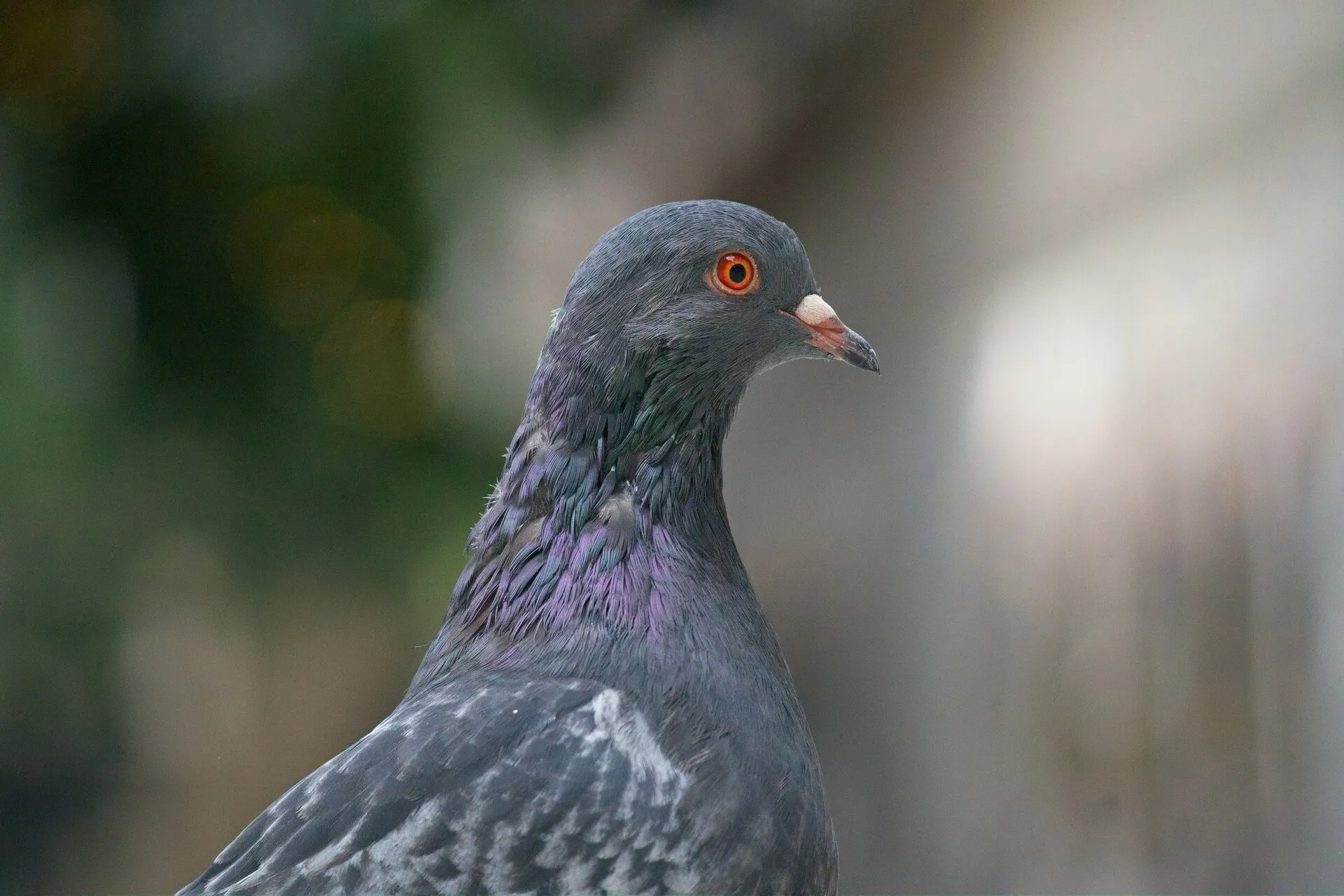 Close-up of a dark gray pigeon standing outdoors against a softly blurred green and gray background.