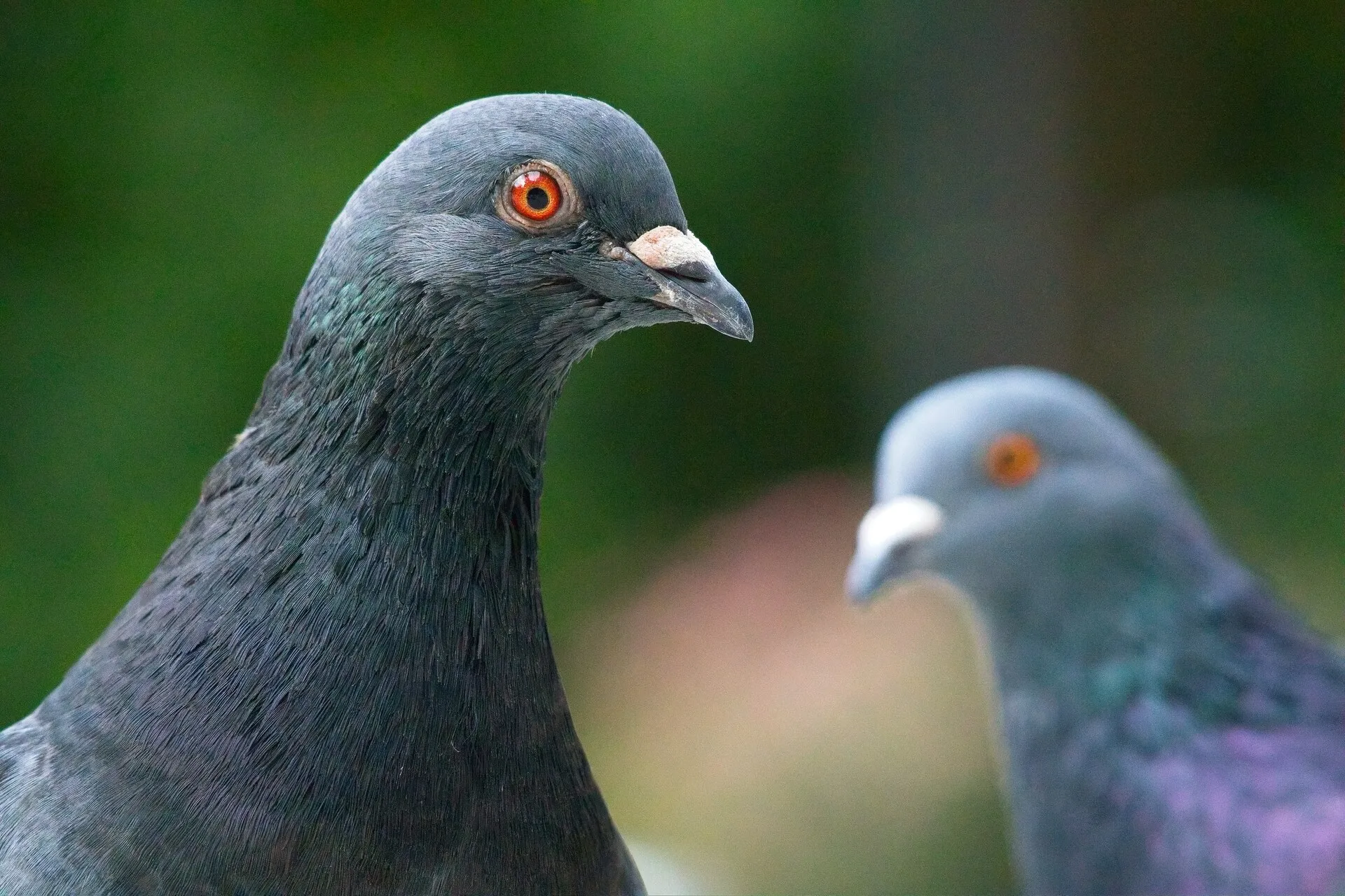 Close-up of a dark pigeon facing right, with a blurred pigeon and green foliage in the background.