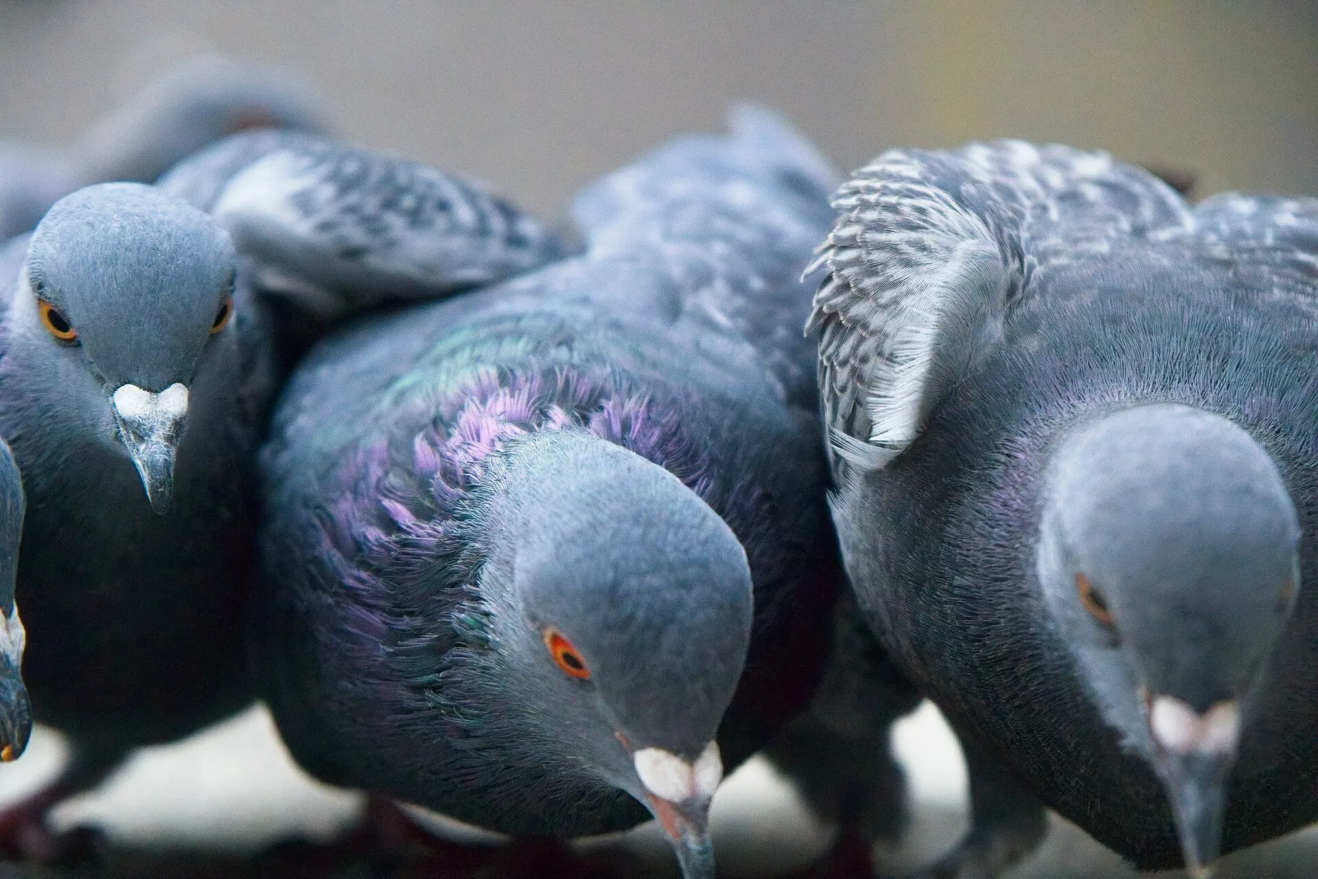 Several pigeons crowd together in a close-up outdoor photograph.
