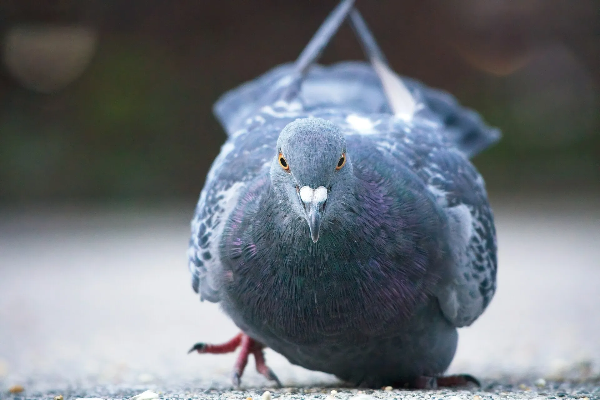 Close-up of a pigeon facing the camera on a paved surface outdoors.