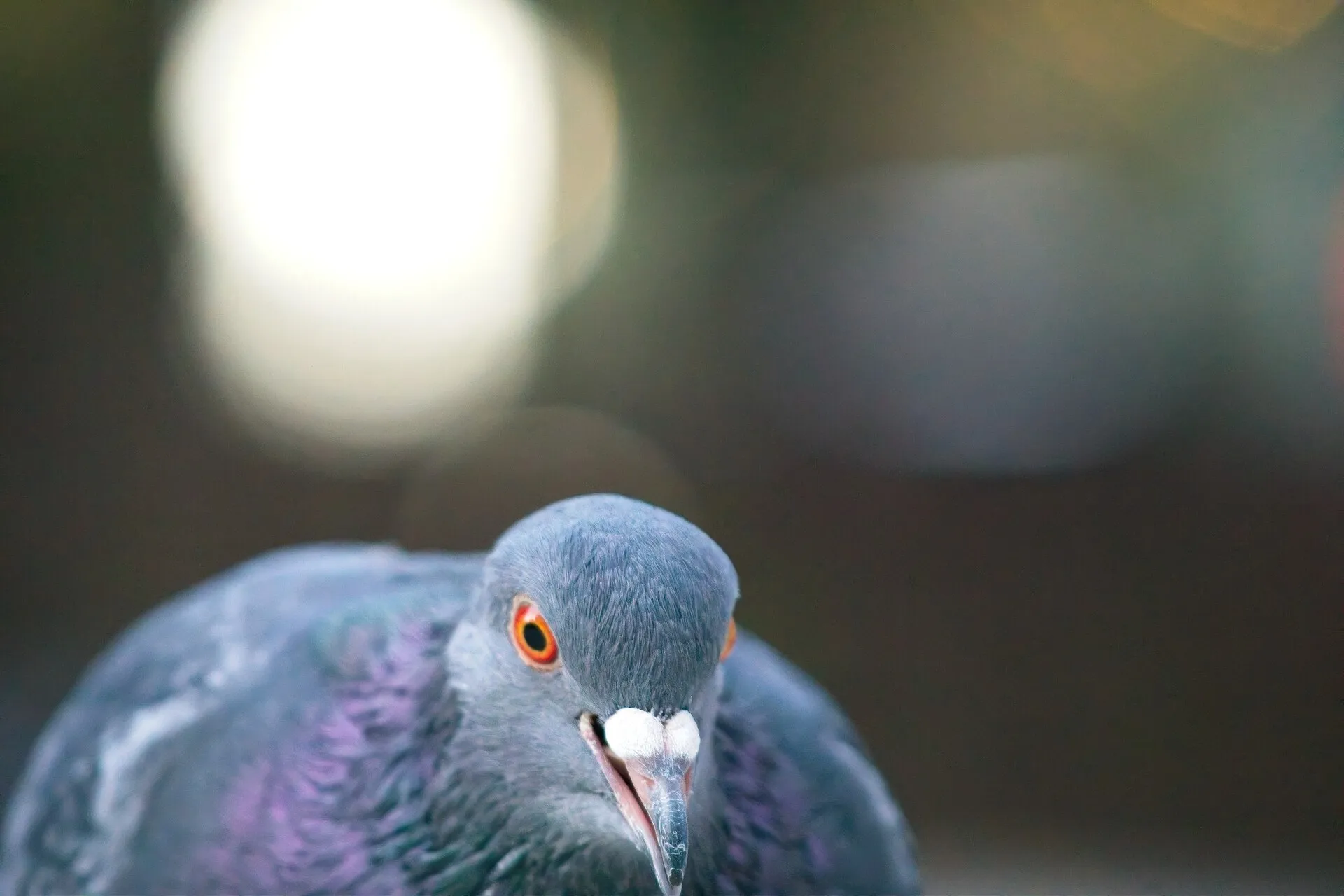 Close-up of a pigeon facing the camera against a softly blurred dark background.