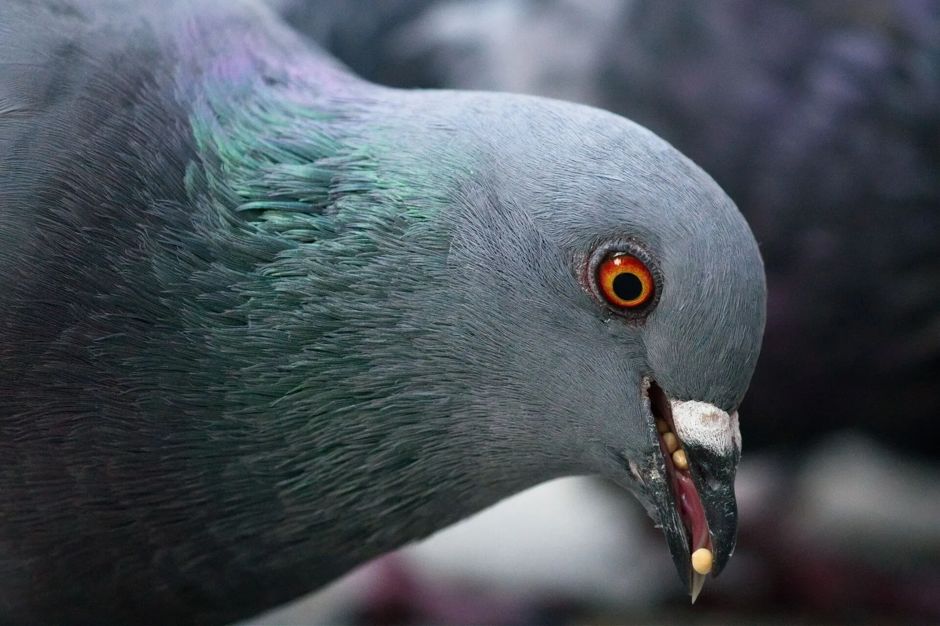 Close-up of a gray pigeon with iridescent green neck feathers and an orange eye, holding seeds in its open beak against a blurred background.