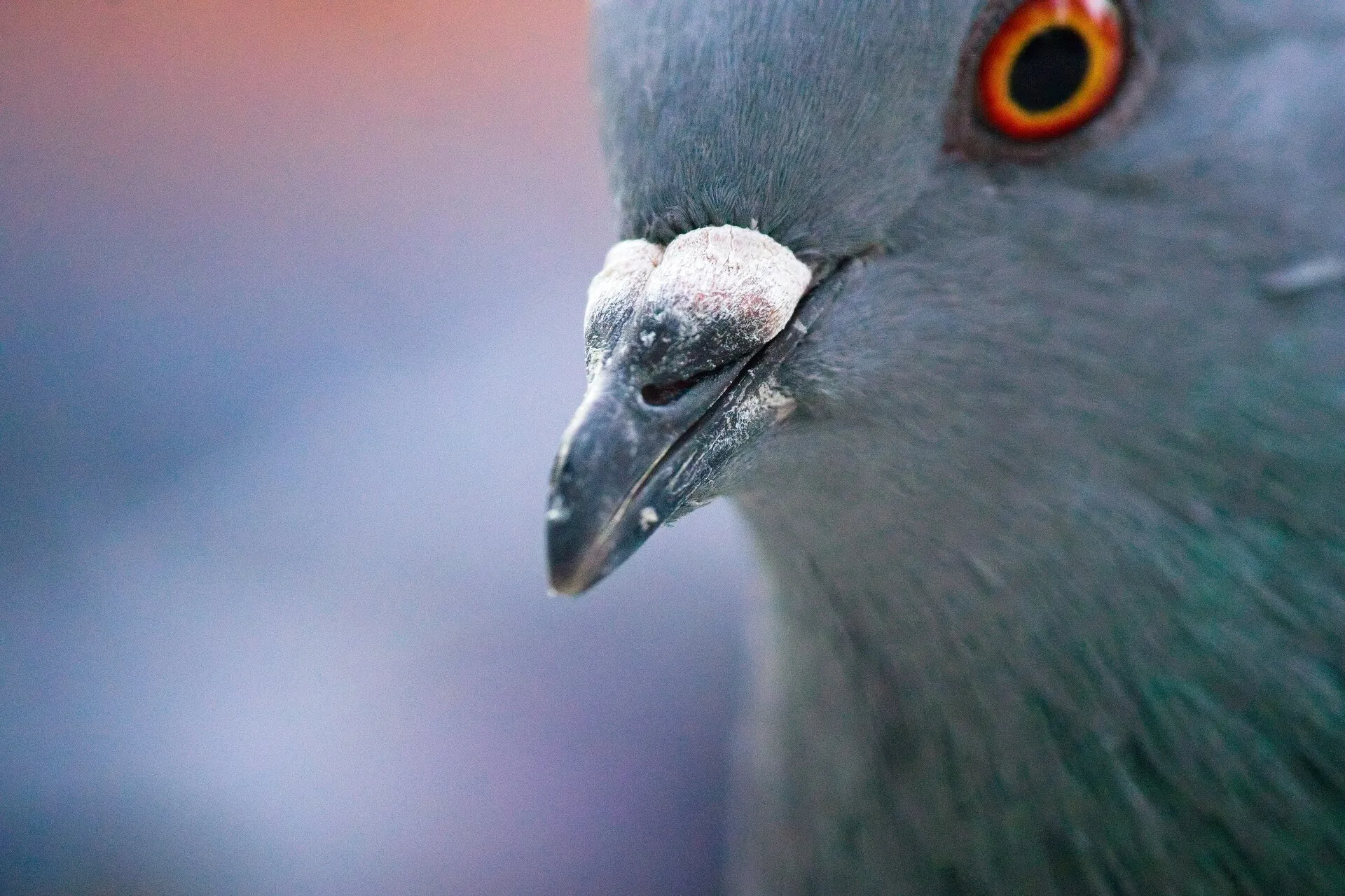 Close-up of a pigeon’s head and beak against a softly blurred blue and pink background.