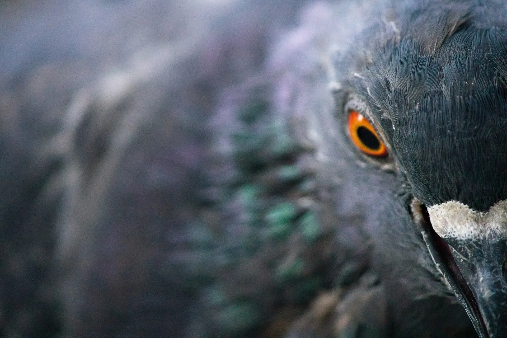 Close-up of a pigeon’s eye and textured feathers against a blurred background.
