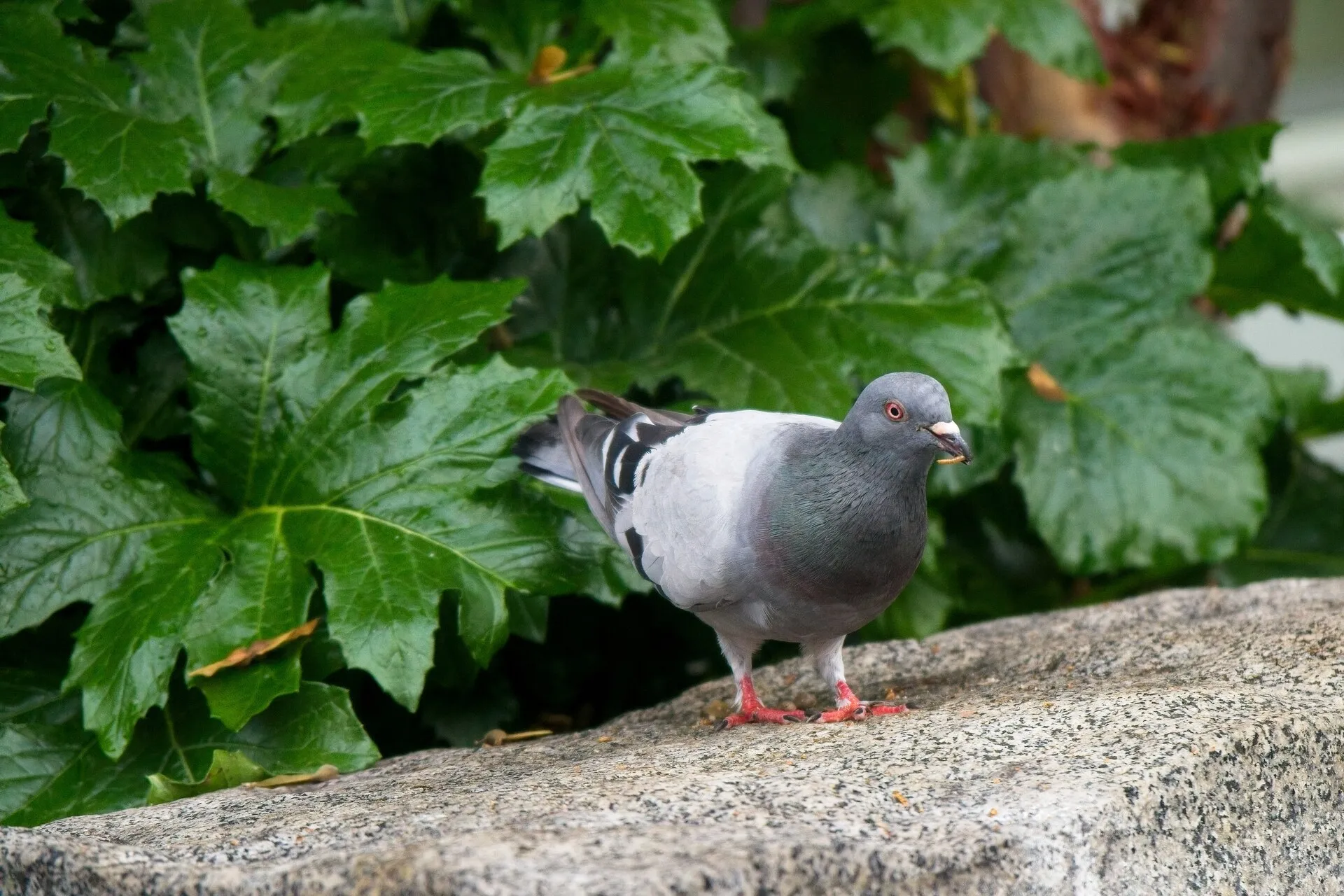 A gray pigeon stands on a stone ledge in front of large green leaves.
