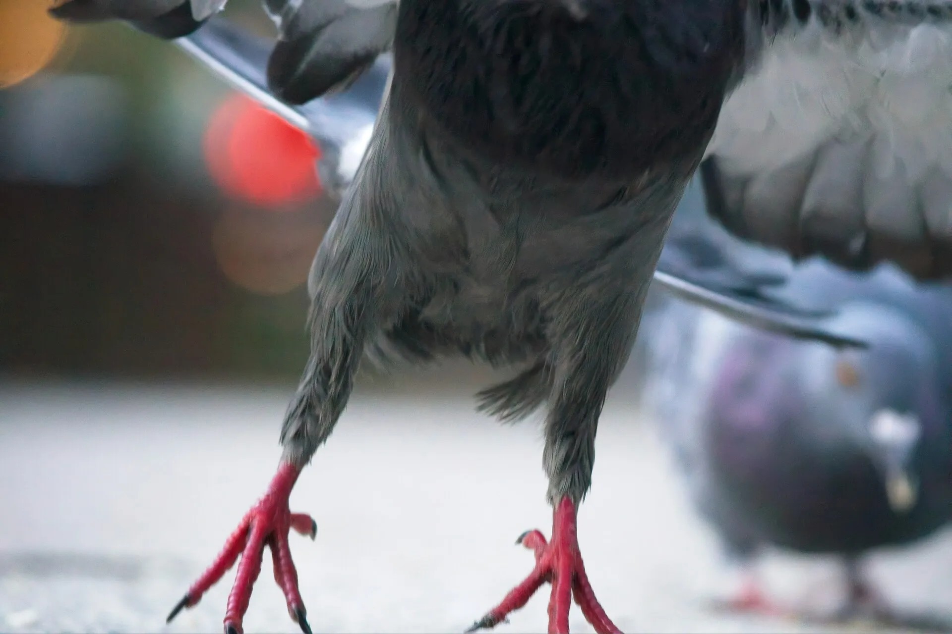 Close-up of a pigeon standing on a snowy surface, showing its dark feathers and red feet.