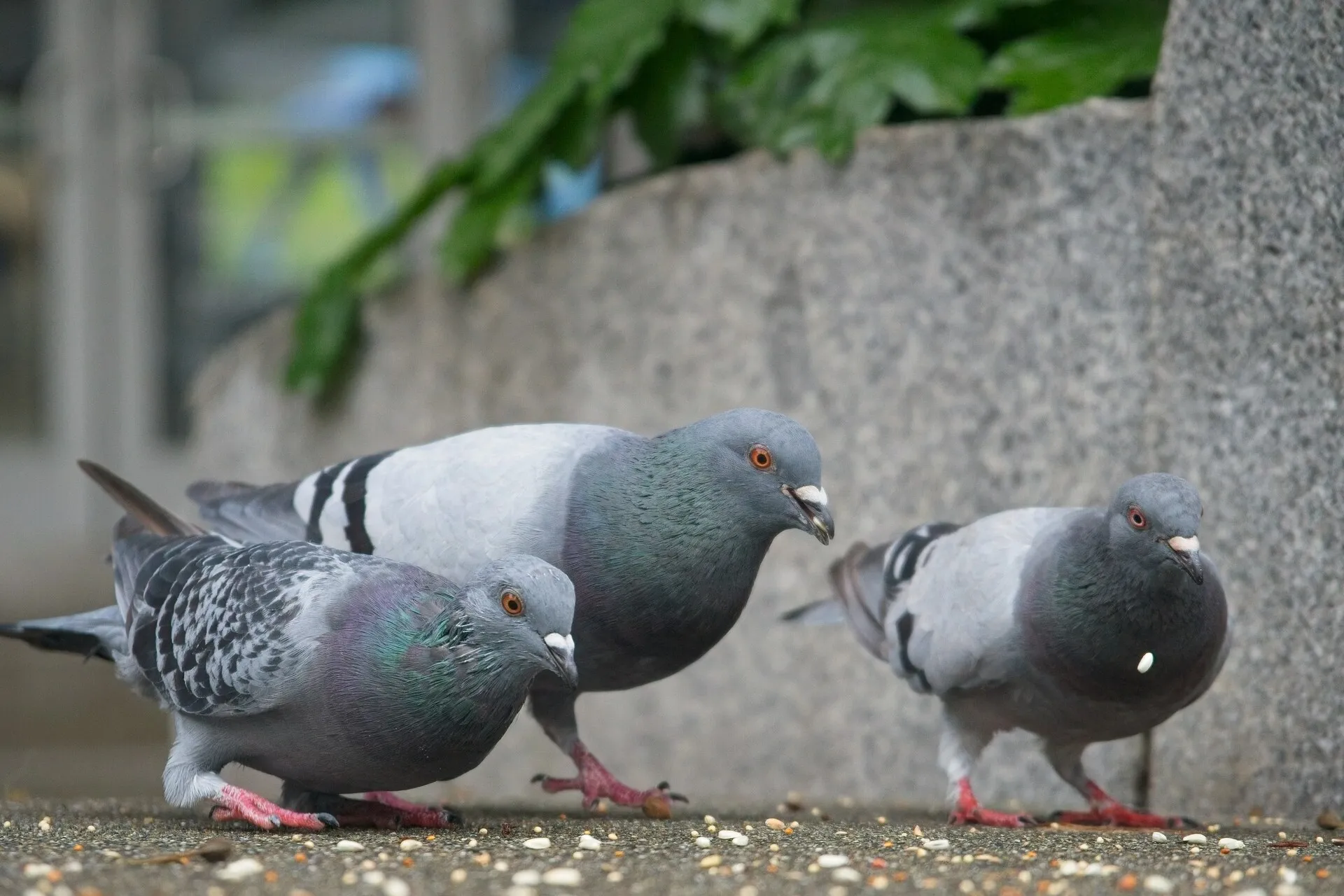 Three gray pigeons stand among scattered seeds on pavement beside a stone wall.