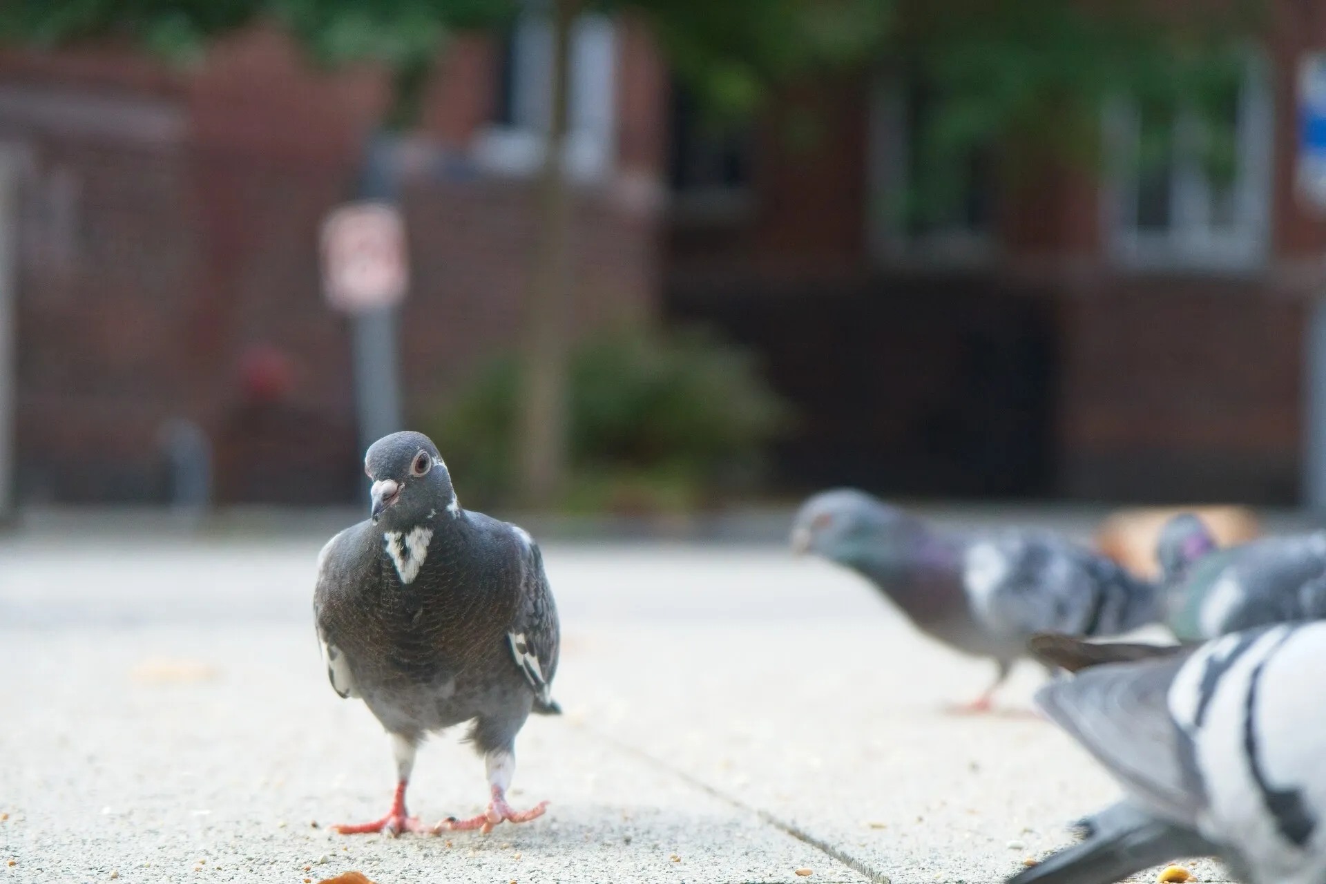 A dark pigeon stands on a city sidewalk near a group of feeding pigeons.