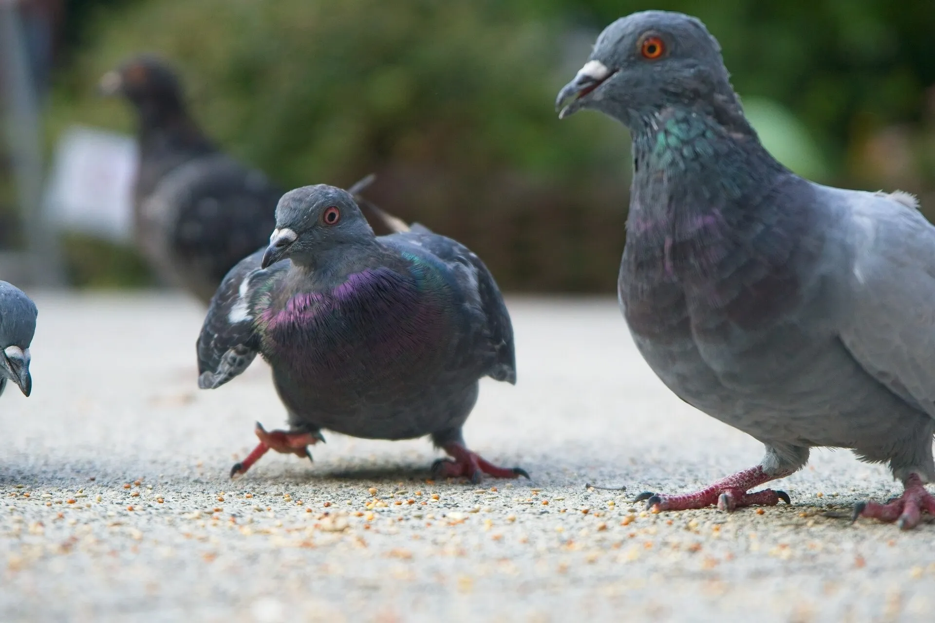 Three pigeons walk among scattered seeds on a paved path, with another pigeon blurred in the background.