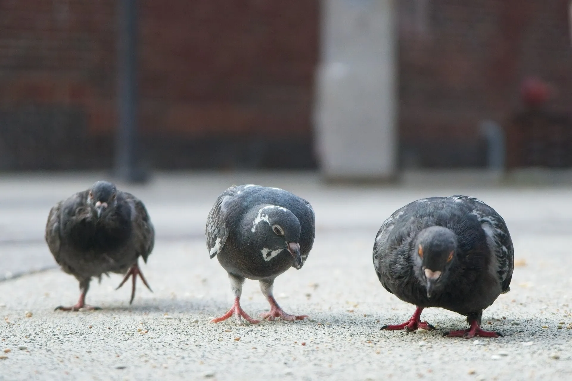 Three pigeons peck at scattered food on a concrete sidewalk.