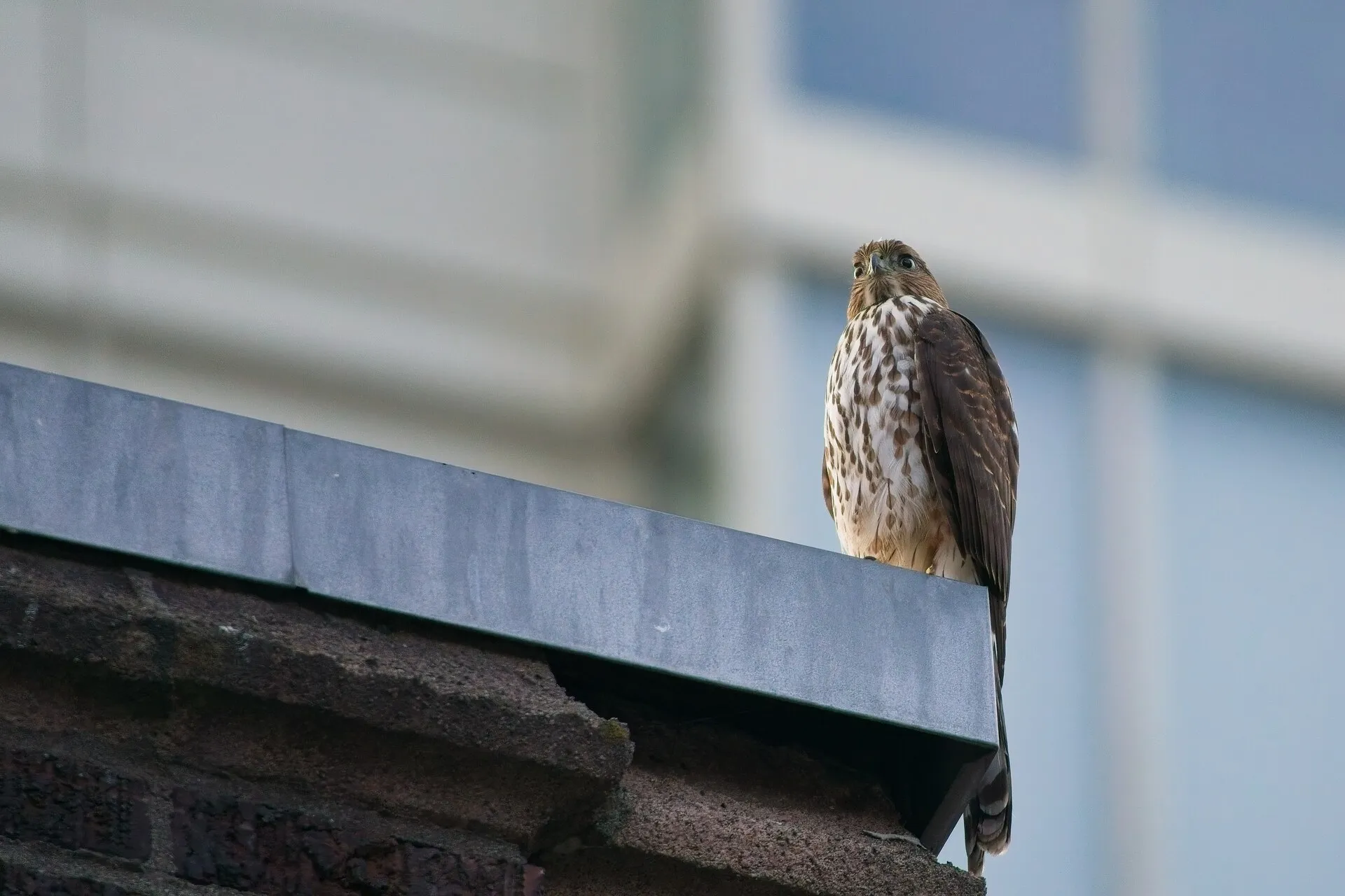 A brown-and-white hawk perches on the metal edge of a brick rooftop, with a blurred building behind it.