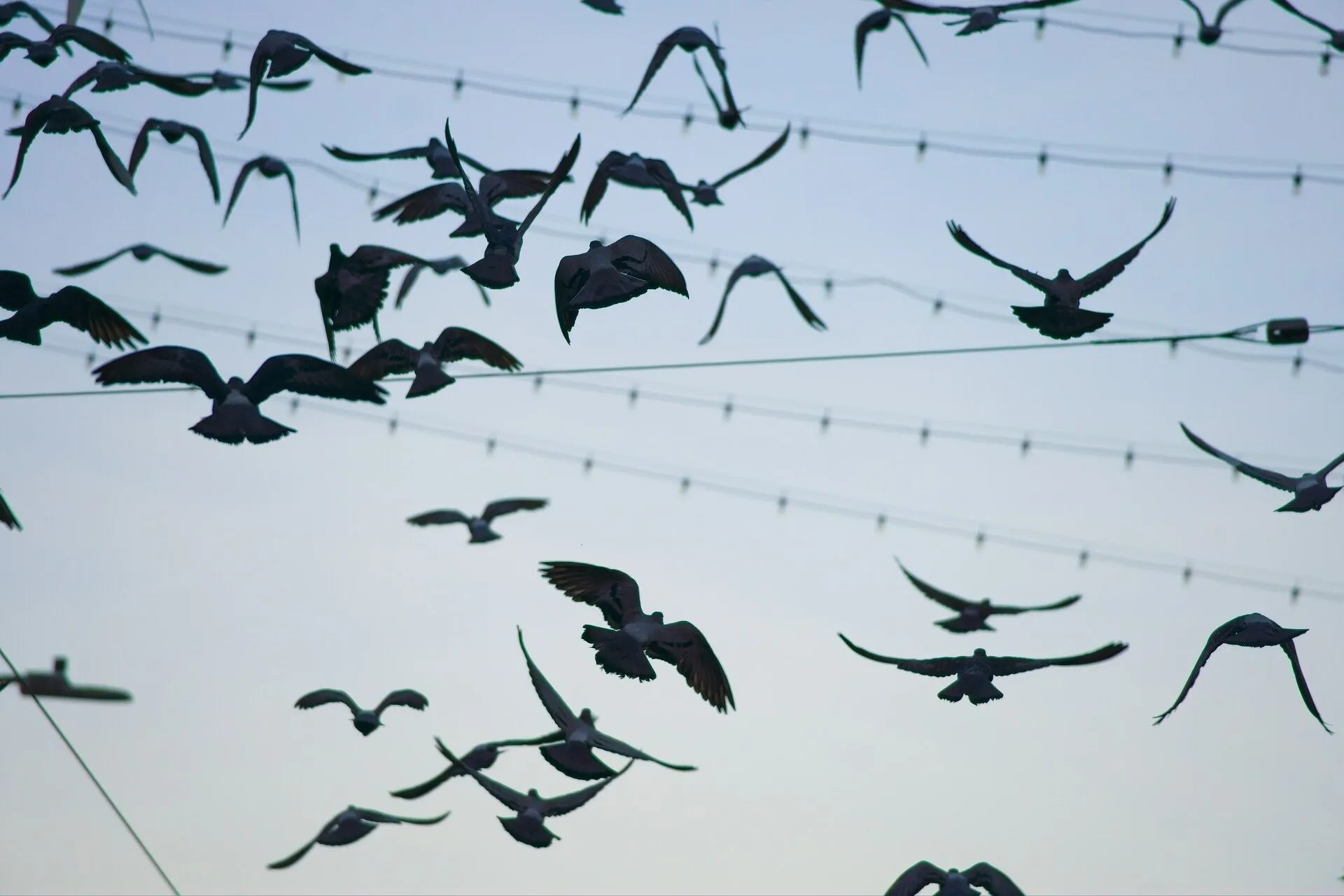 A flock of pigeons flies beneath strings of lights against a pale, overcast sky.
