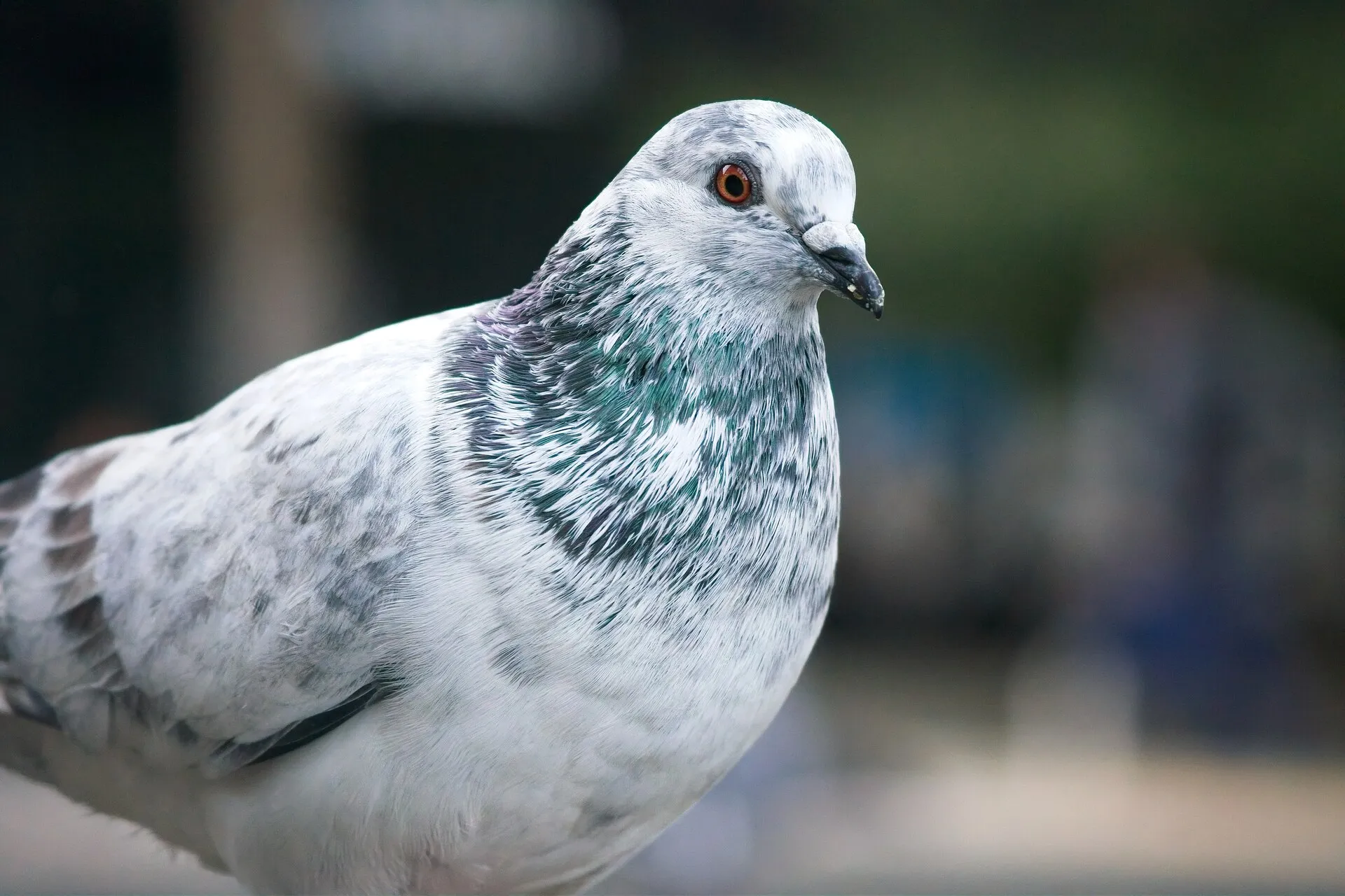 A gray and white pigeon faces right in a close-up against a blurred outdoor background.