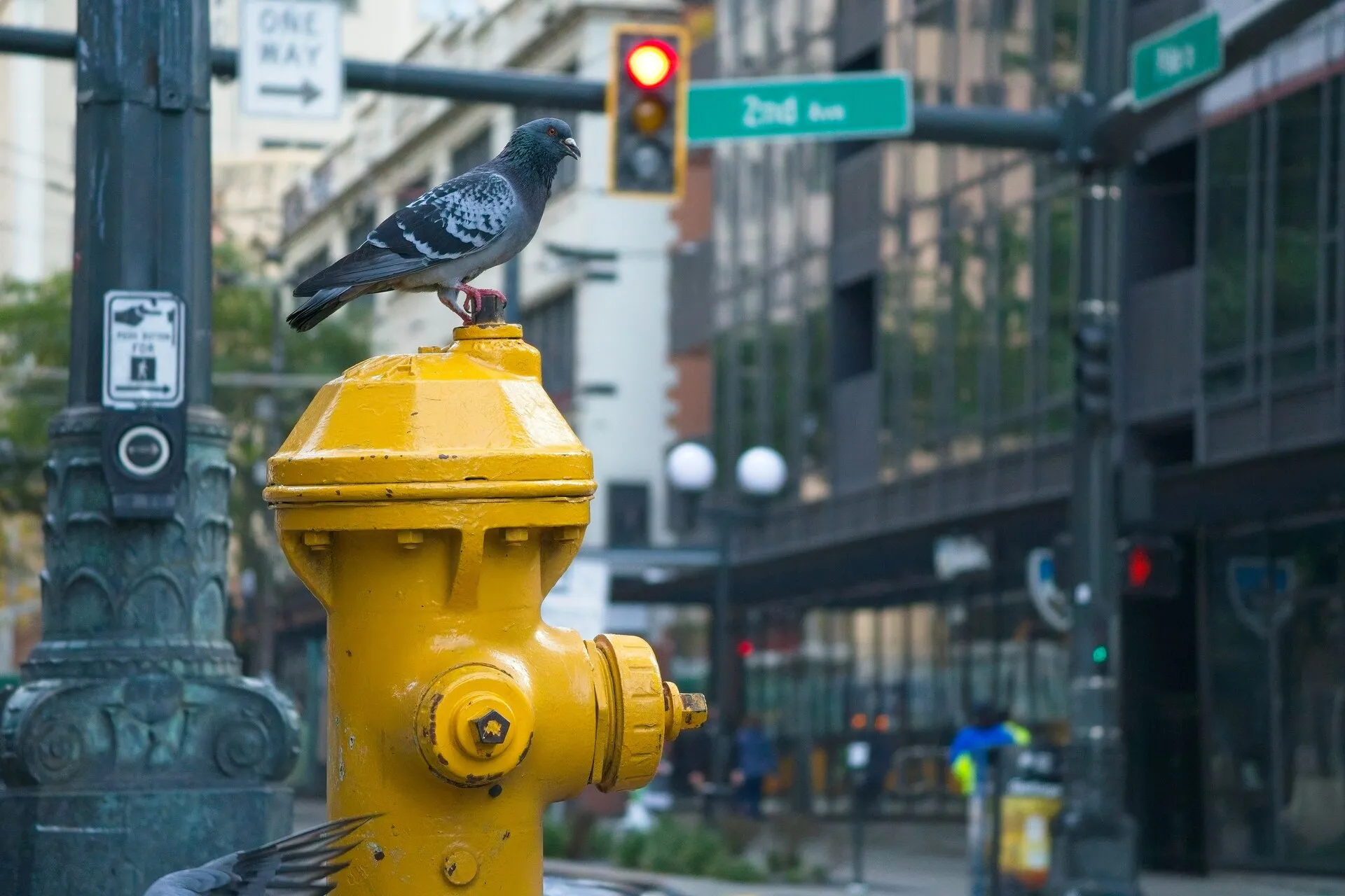 A gray pigeon perches on a yellow fire hydrant at a city intersection, with buildings and a red traffic light in the background.