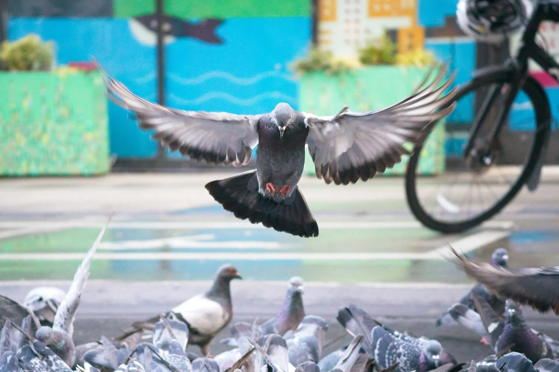 A pigeon flies with its wings spread above a flock on a city sidewalk, with colorful planters and a bicycle in the background.