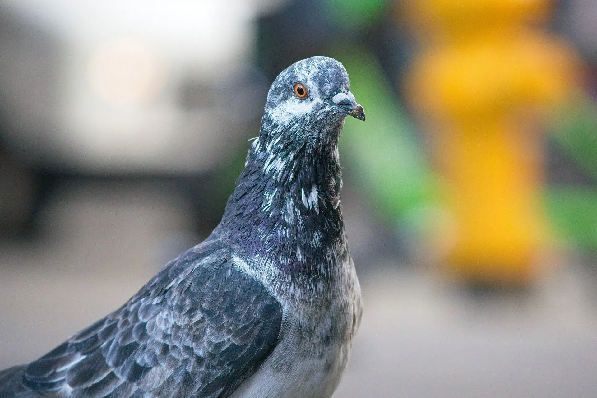 A gray pigeon with white-speckled neck feathers and an orange eye faces right against a blurred outdoor background.