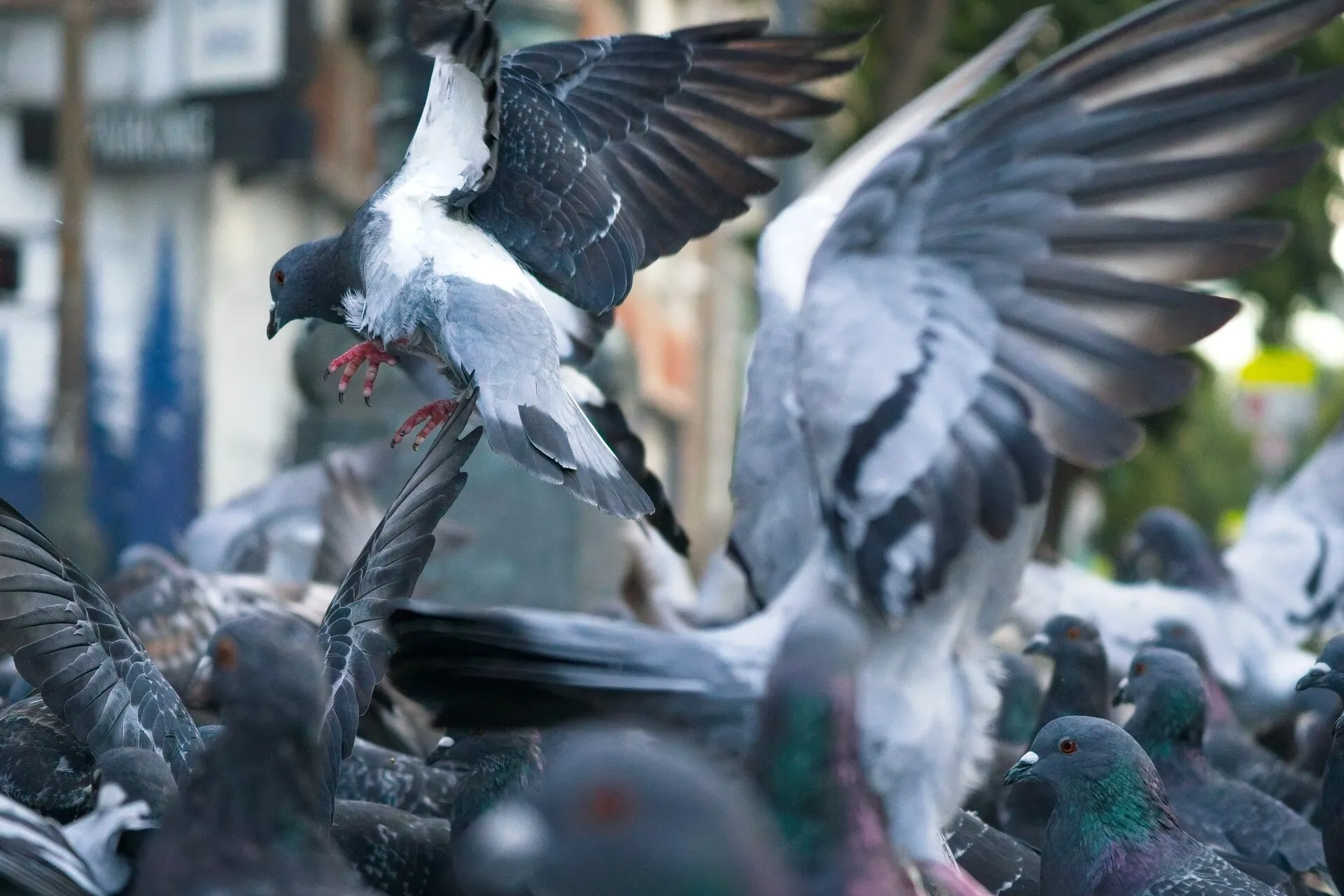 A flock of gray pigeons crowds a city street, with several birds flapping their wings and one airborne above the others.