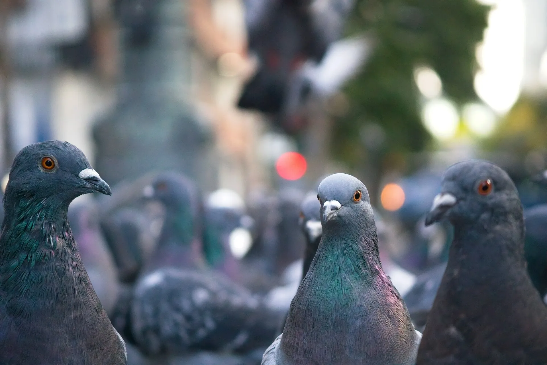 Three gray pigeons stand close to the camera, with more pigeons and a blurred city street behind them.