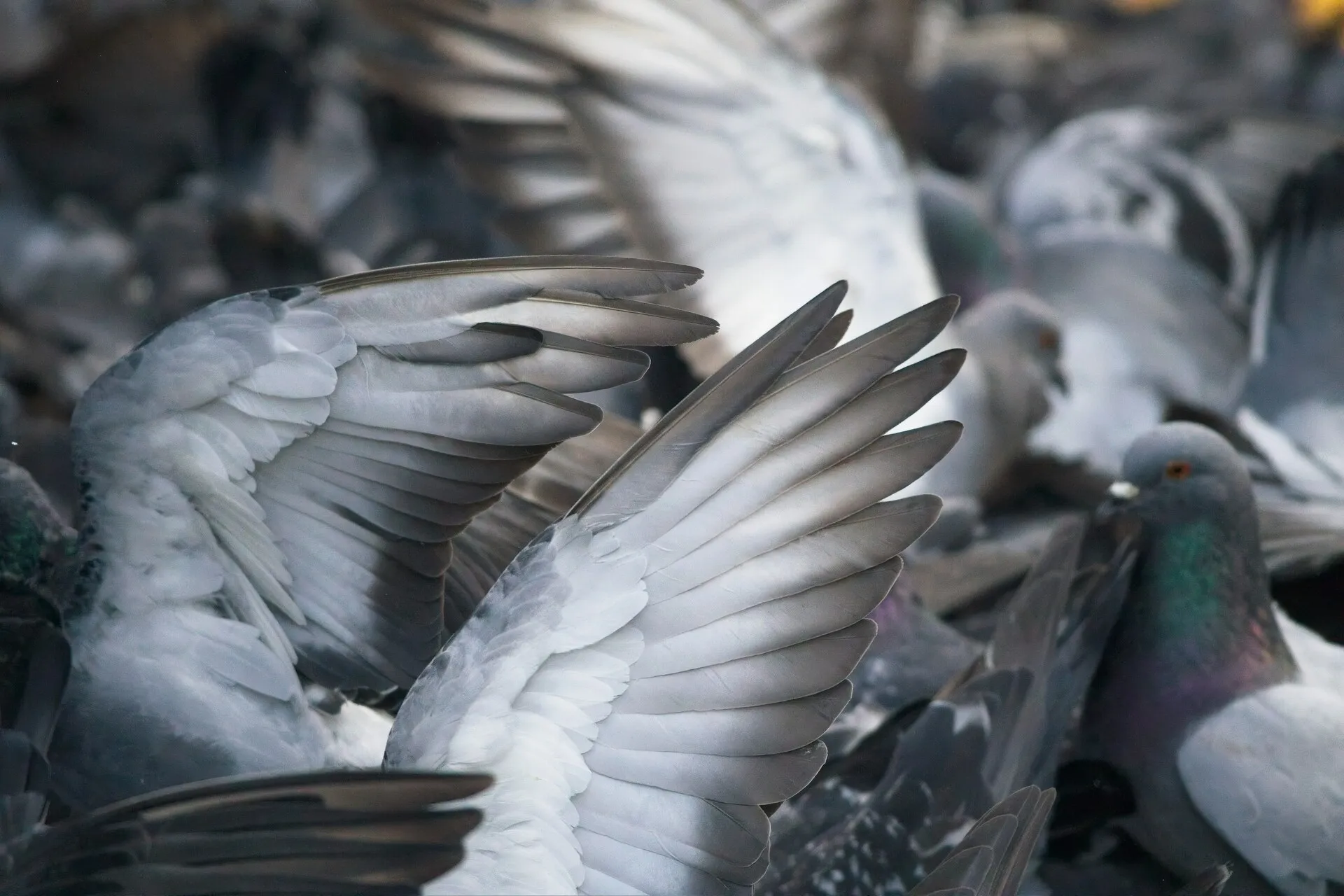 A crowded flock of gray pigeons fills the frame, with several birds spreading their wings.