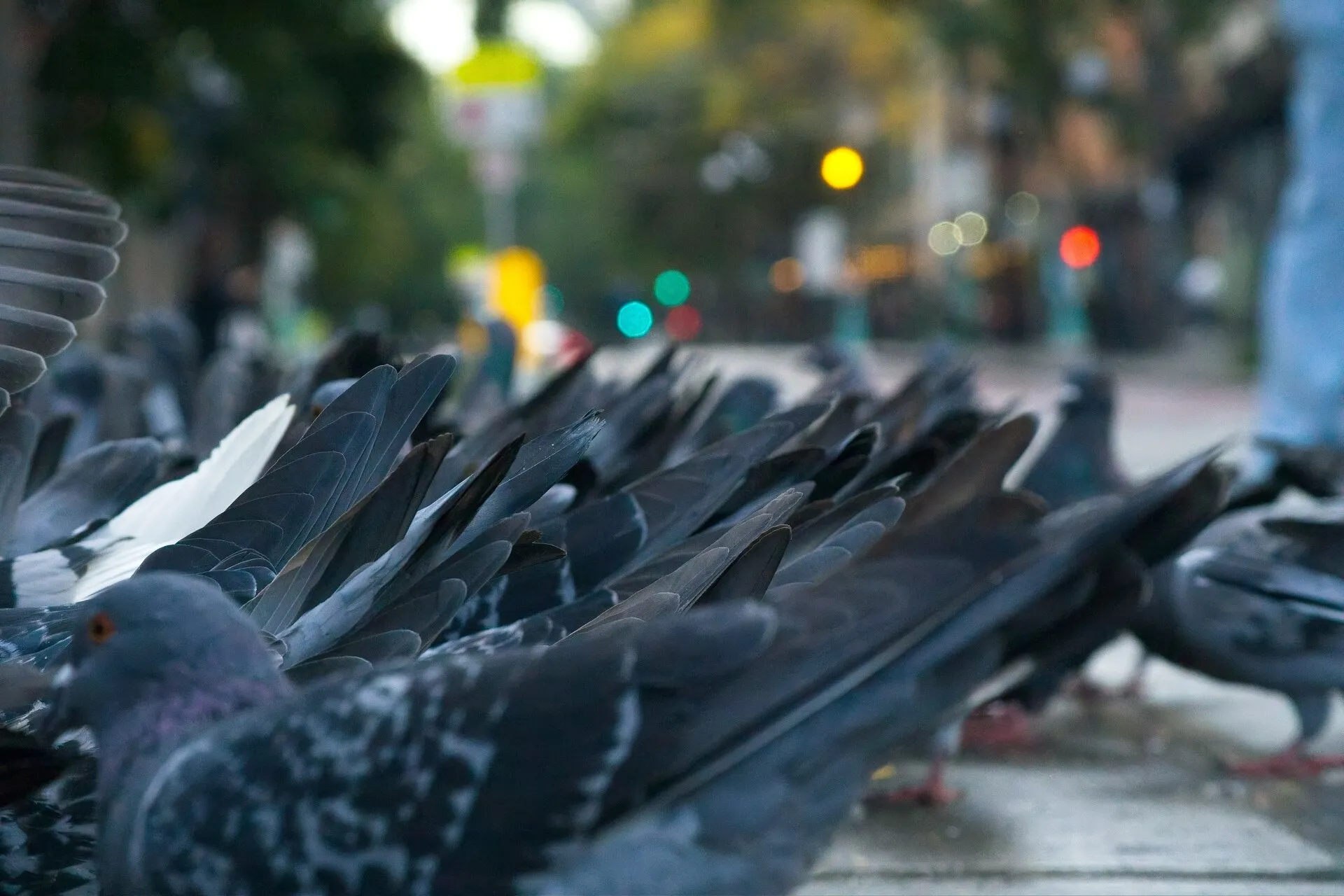 A flock of pigeons crowds a city sidewalk, with overlapping wings in the foreground and blurred traffic lights behind them.