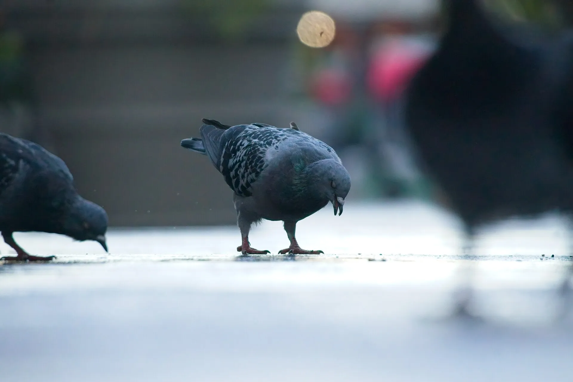 A gray pigeon stands with its head lowered on pavement, with another pigeon partly visible on the left and blurred figures in the background.