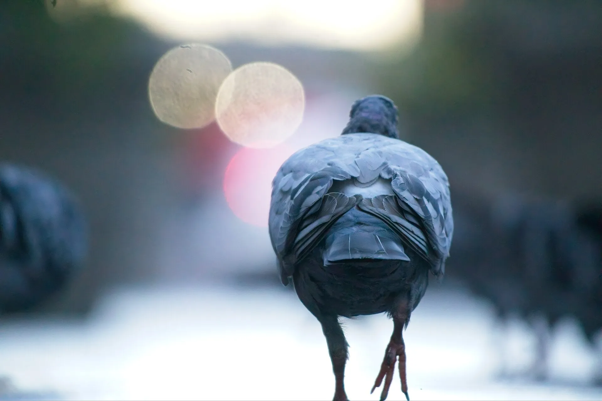 A gray pigeon seen from behind walks along a city sidewalk, with blurred pigeons and lights in the background.