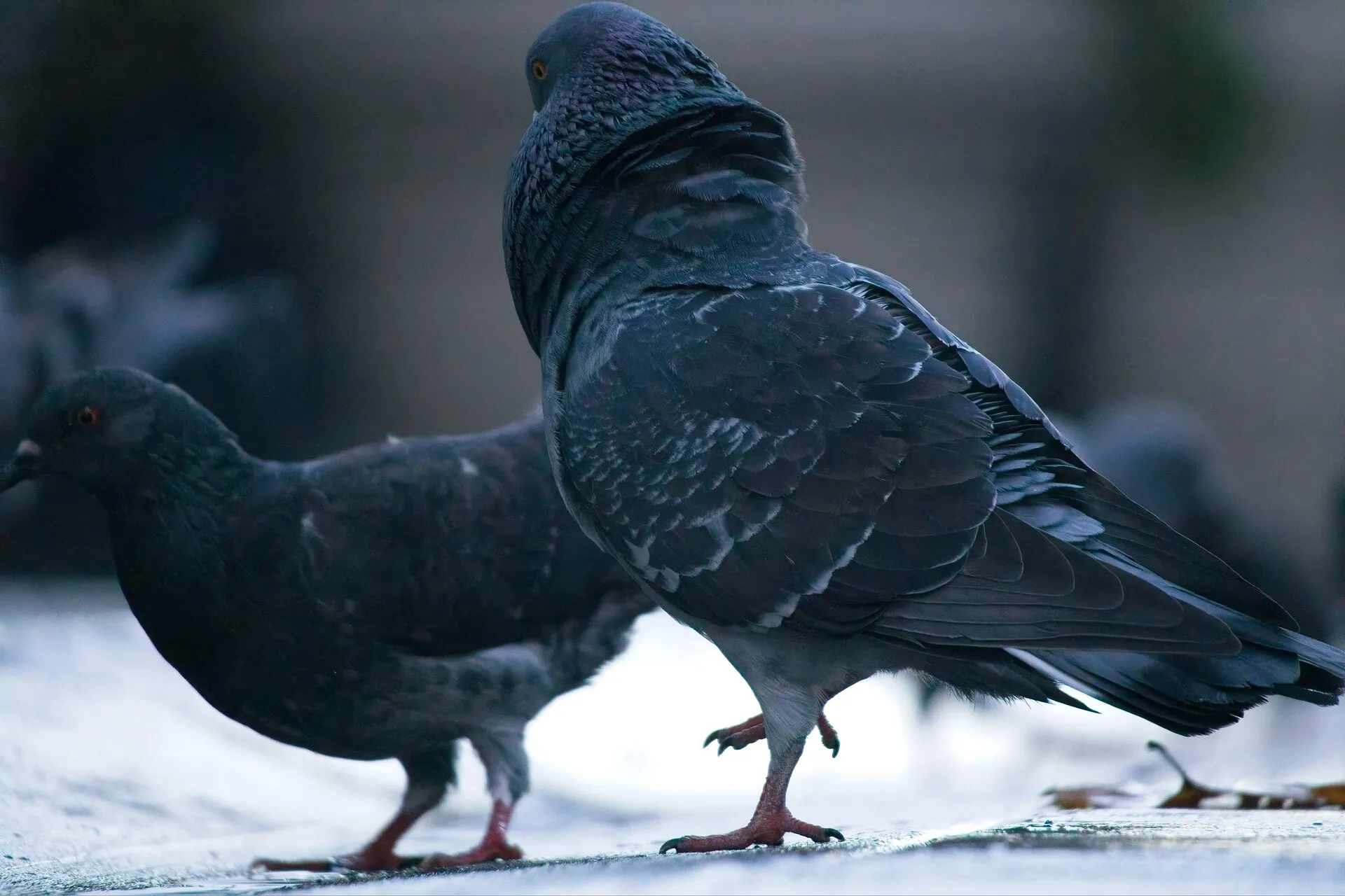 Two dark gray pigeons stand on wet pavement, with the larger foreground pigeon looking back and holding one foot raised.