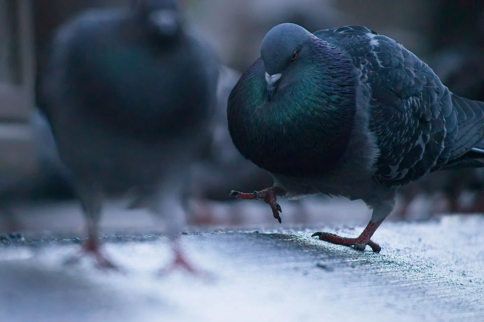 A puffed-up gray pigeon lifts one foot on wet pavement, with other pigeons blurred in the background.