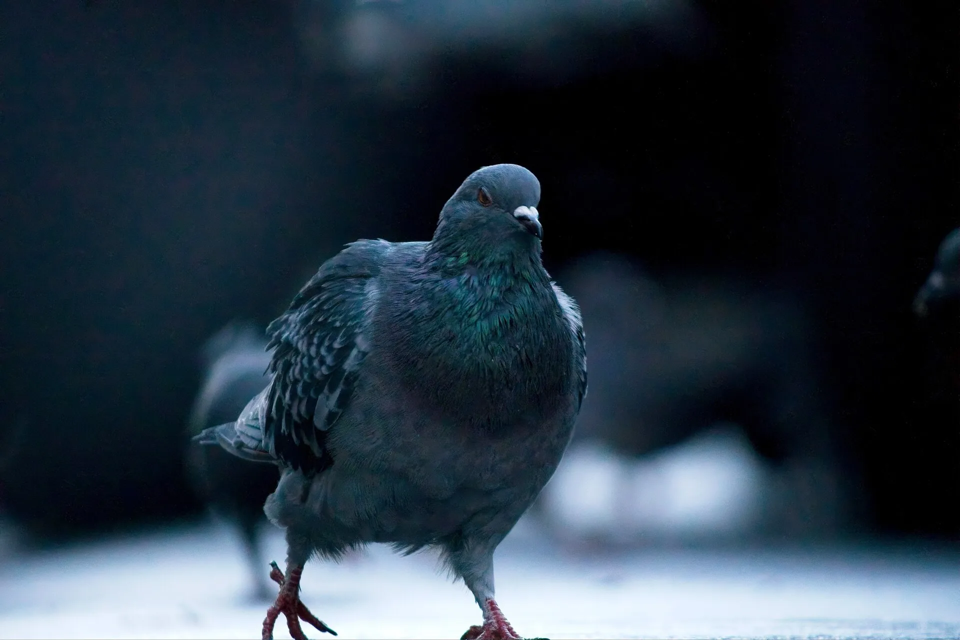 A plump gray pigeon with iridescent green neck feathers stands on pale ground against a dark, blurred background.