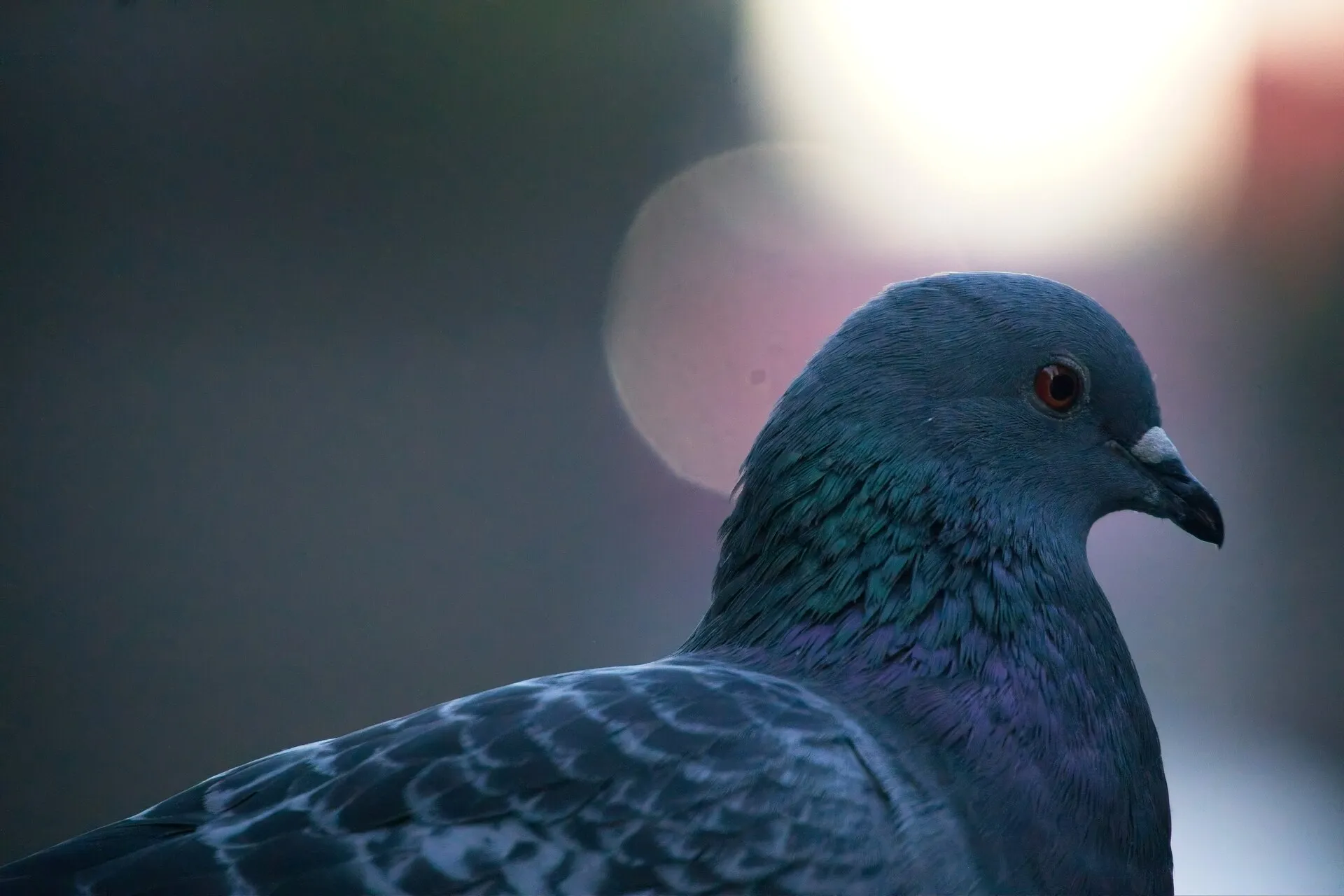 A gray pigeon with iridescent green and purple neck feathers faces right against a blurred background with soft lights.