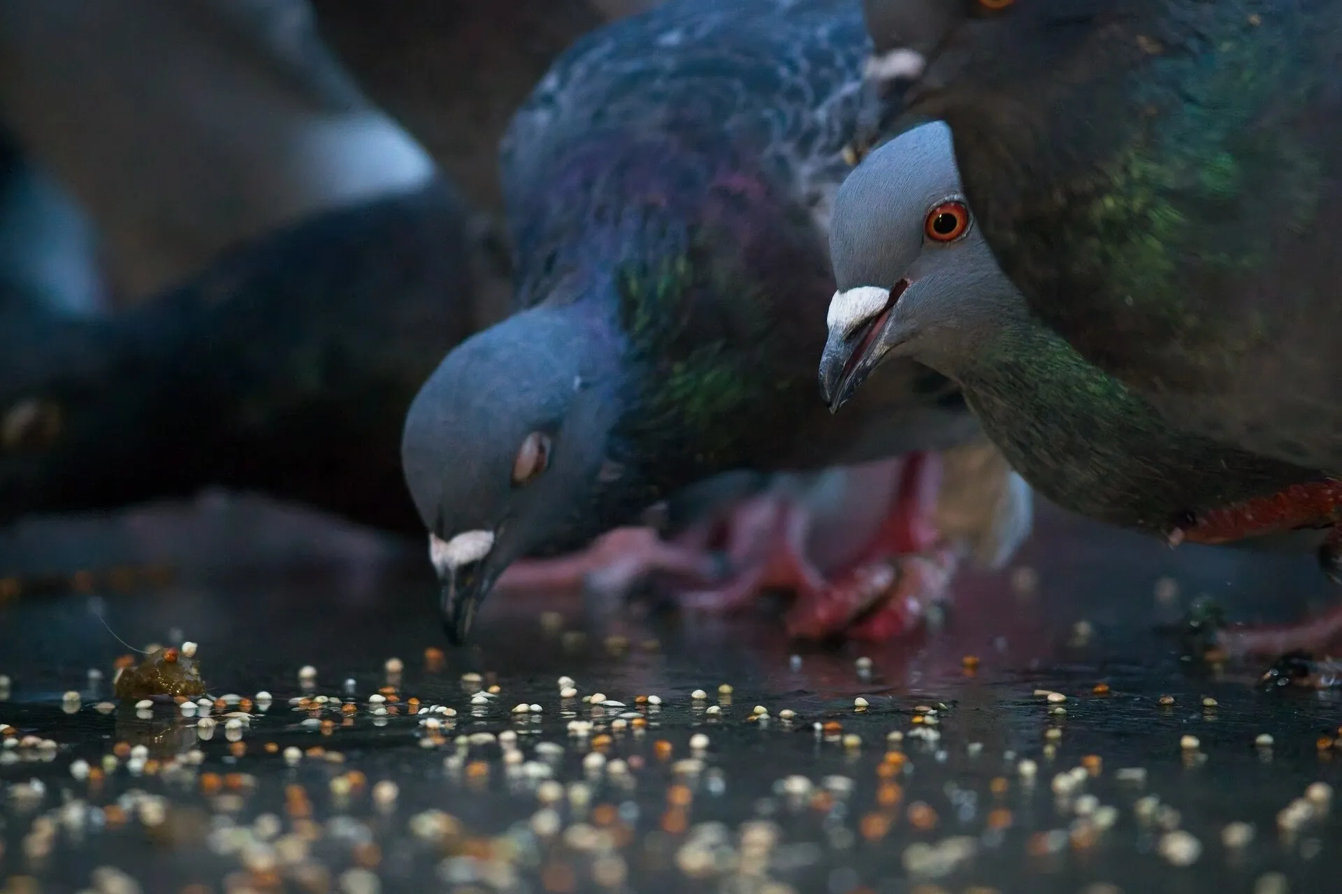 Pigeons peck at scattered seeds on a wet surface, with one pigeon looking toward the camera.