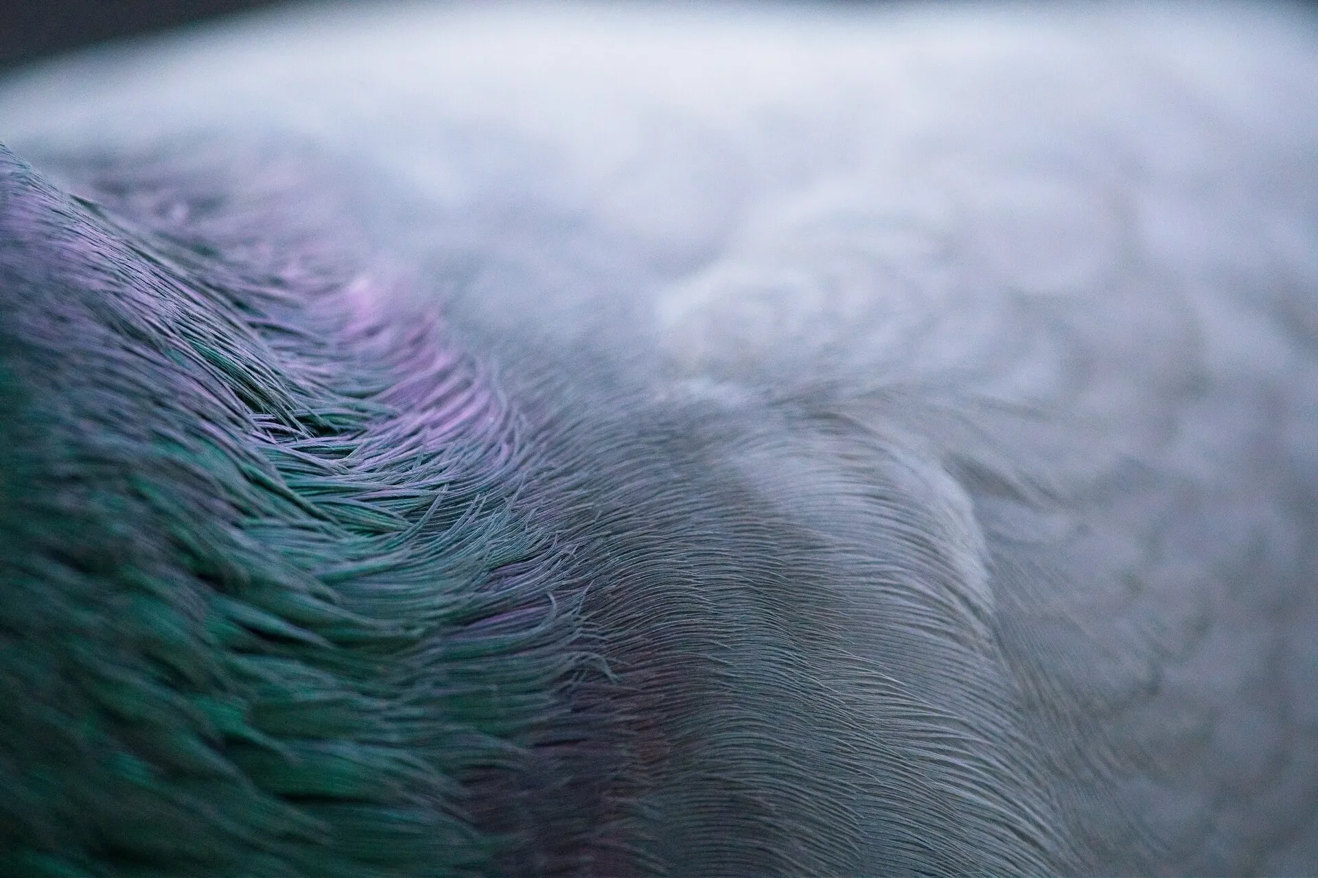 Close-up of a pigeon’s iridescent feathers rippling across the frame.