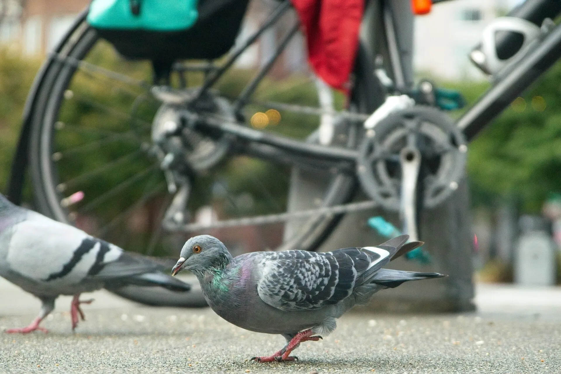 A gray pigeon walks on pavement in front of a blurred bicycle, with another pigeon partially visible on the left.
