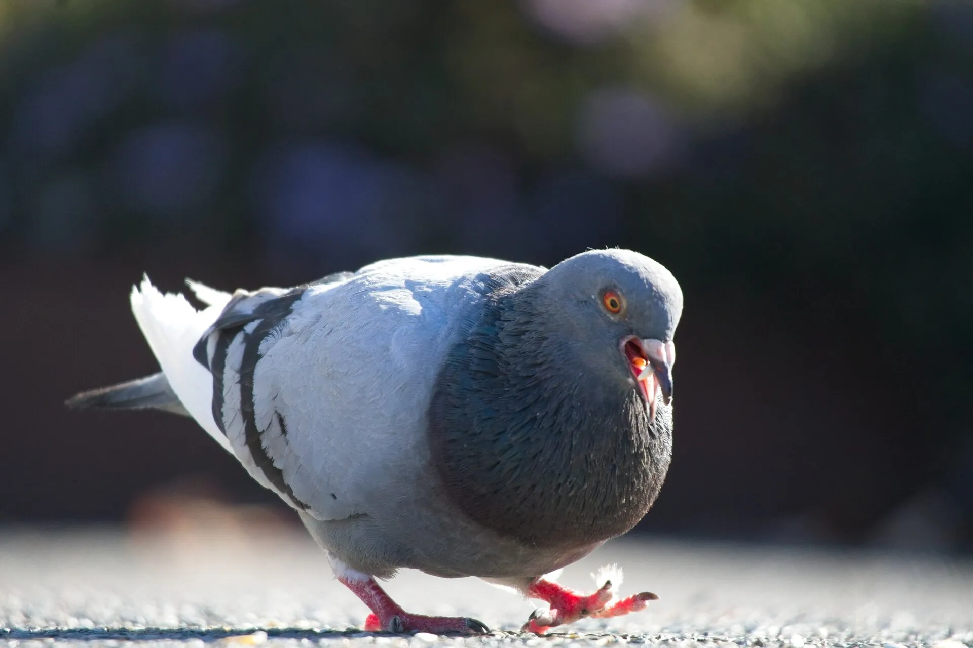 A gray pigeon with an open beak steps across sunlit pavement against a blurred dark background.
