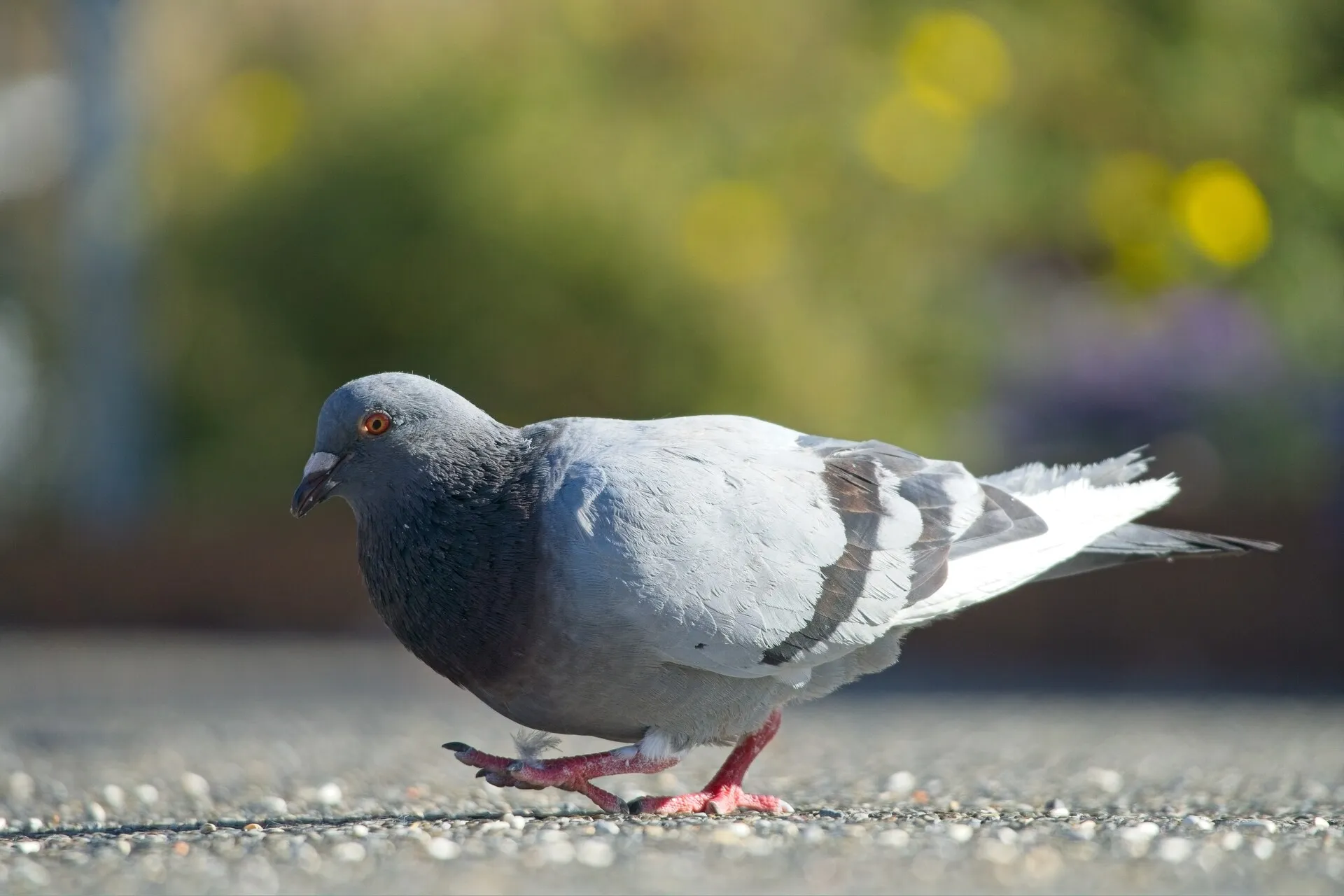 A gray pigeon with dark wing stripes walks across pebbled pavement against a blurred green and yellow background.