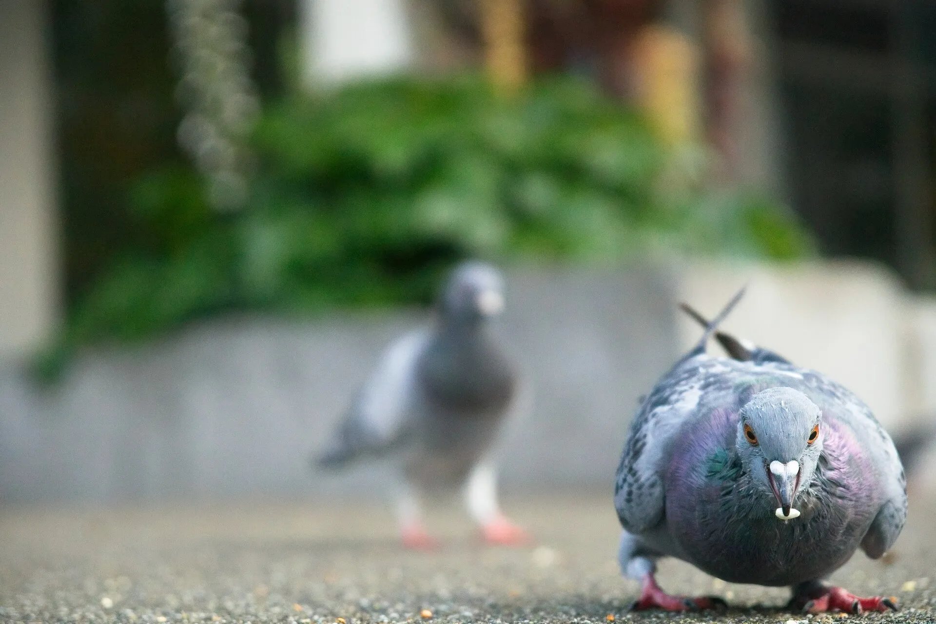 A gray pigeon with an iridescent purple and green neck holds a crumb in its beak on pavement, with another pigeon blurred in the background.