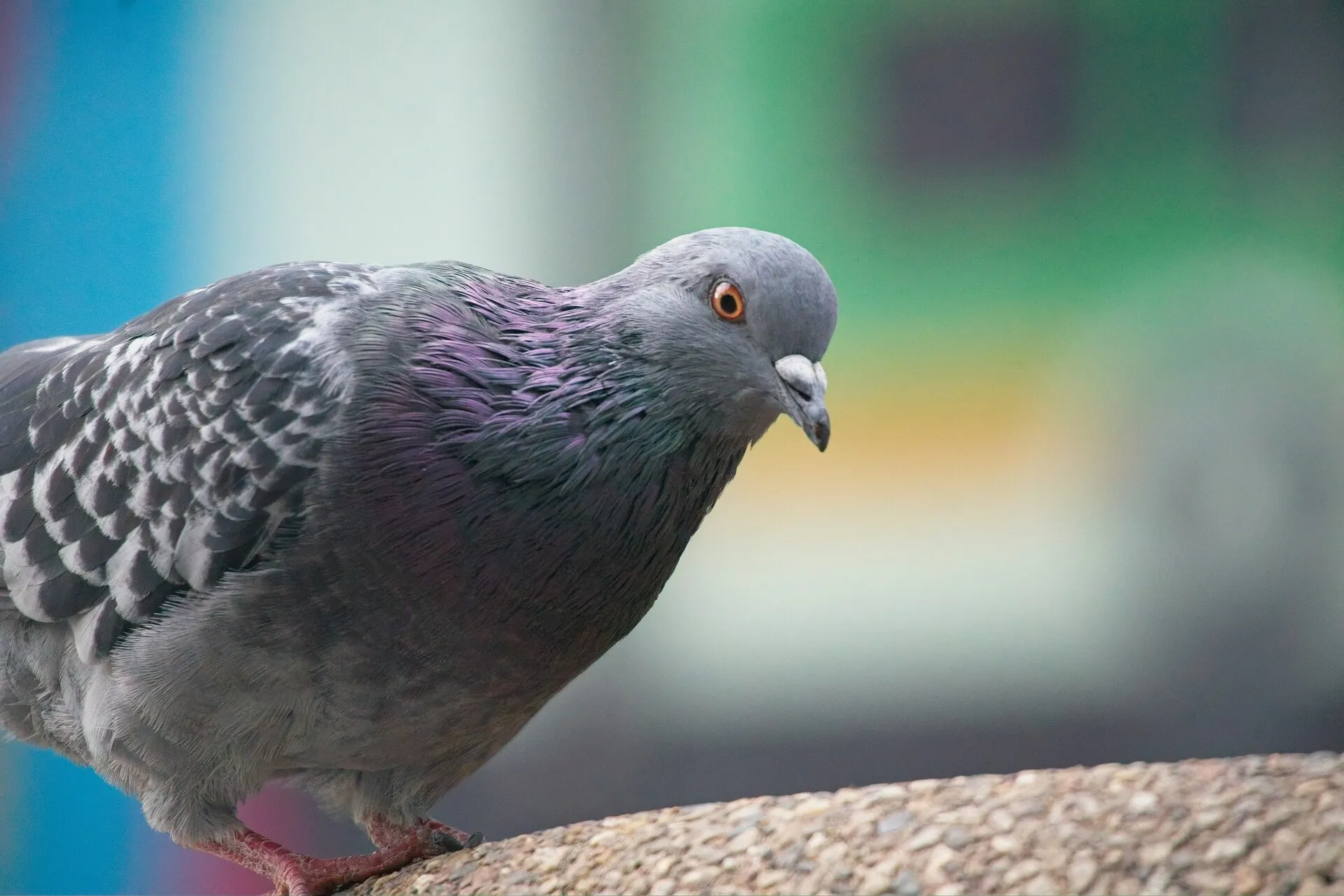 A gray pigeon with iridescent purple and green neck feathers stands on a rough stone ledge against a blurred blue and green background.
