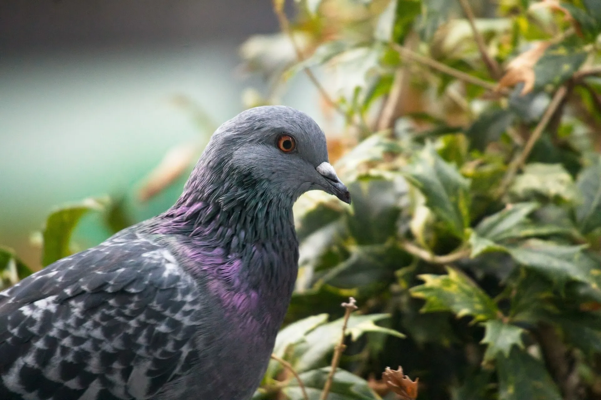 A gray pigeon with an orange eye and iridescent purple neck feathers stands among green leaves.